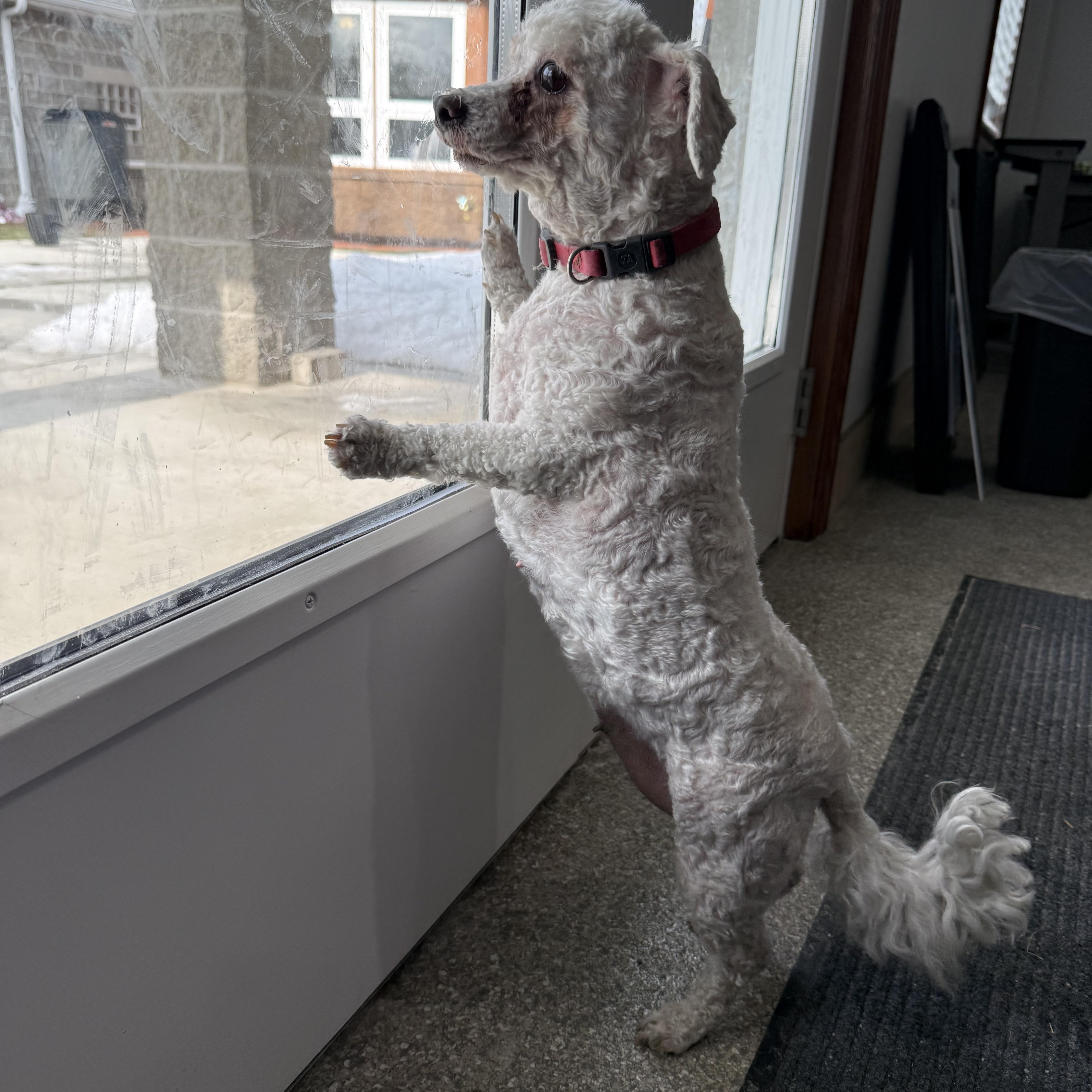 Osprey, a Adoptable mixed breed in Latrobe, PA image 6/6