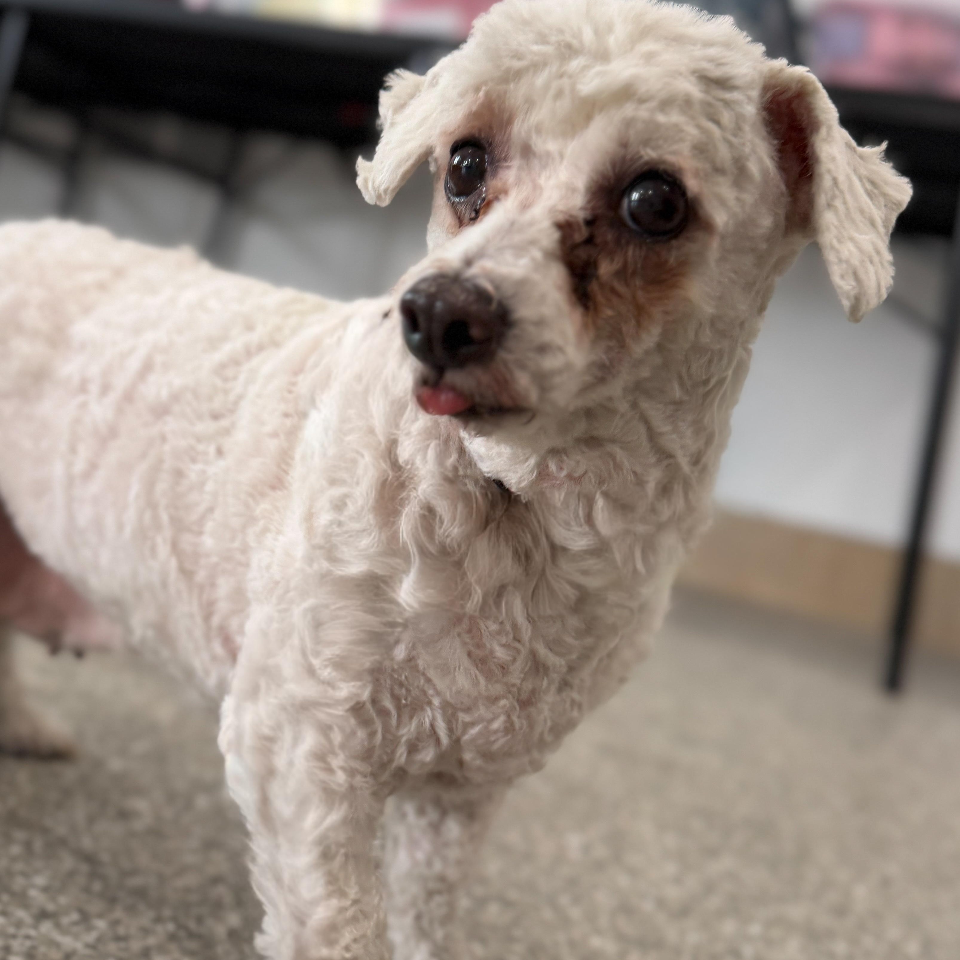 Osprey, Adoptable, Adult Female Bichon Frise & Poodle.