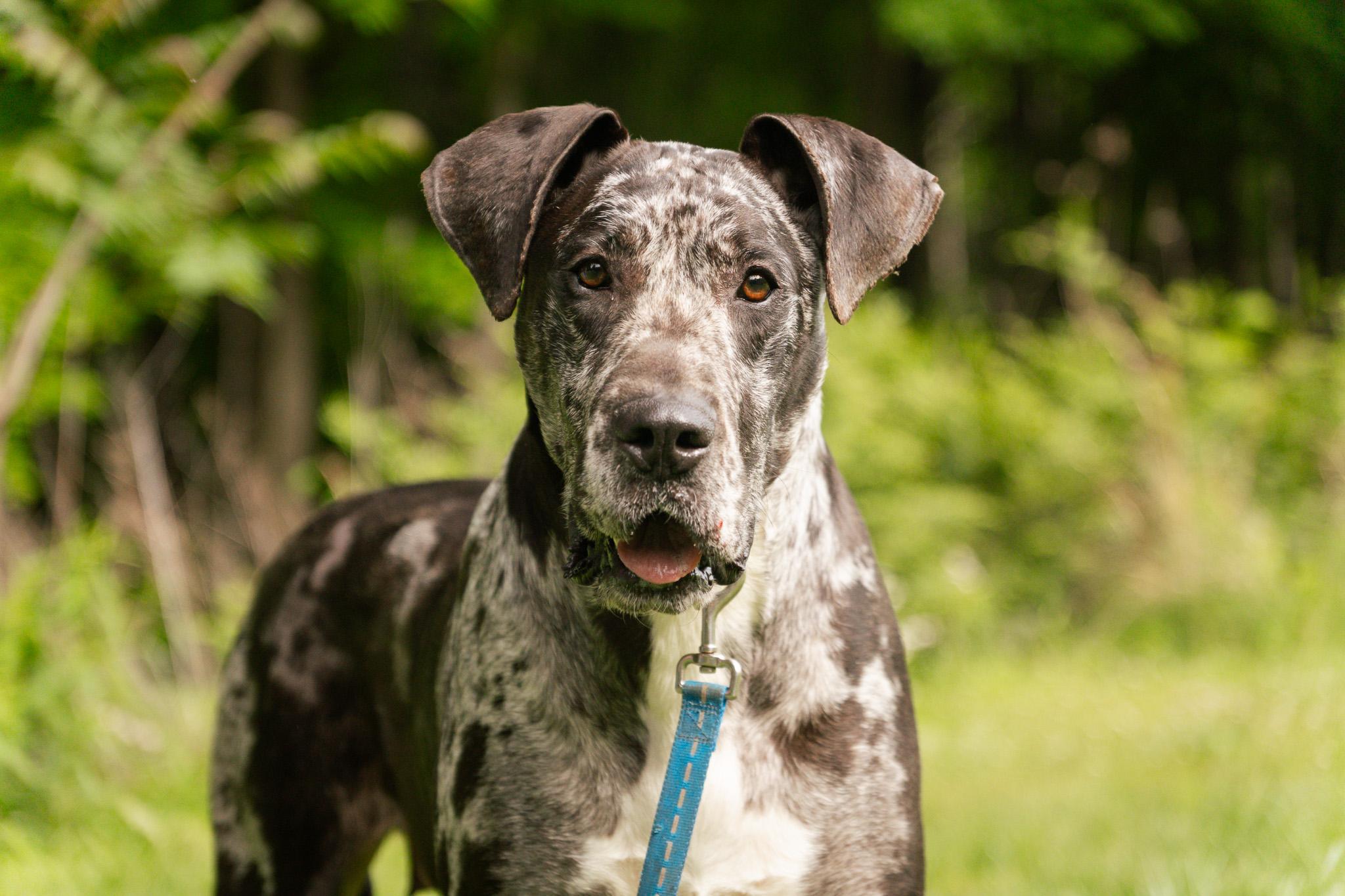 Gladys, Adult Female Great Dane