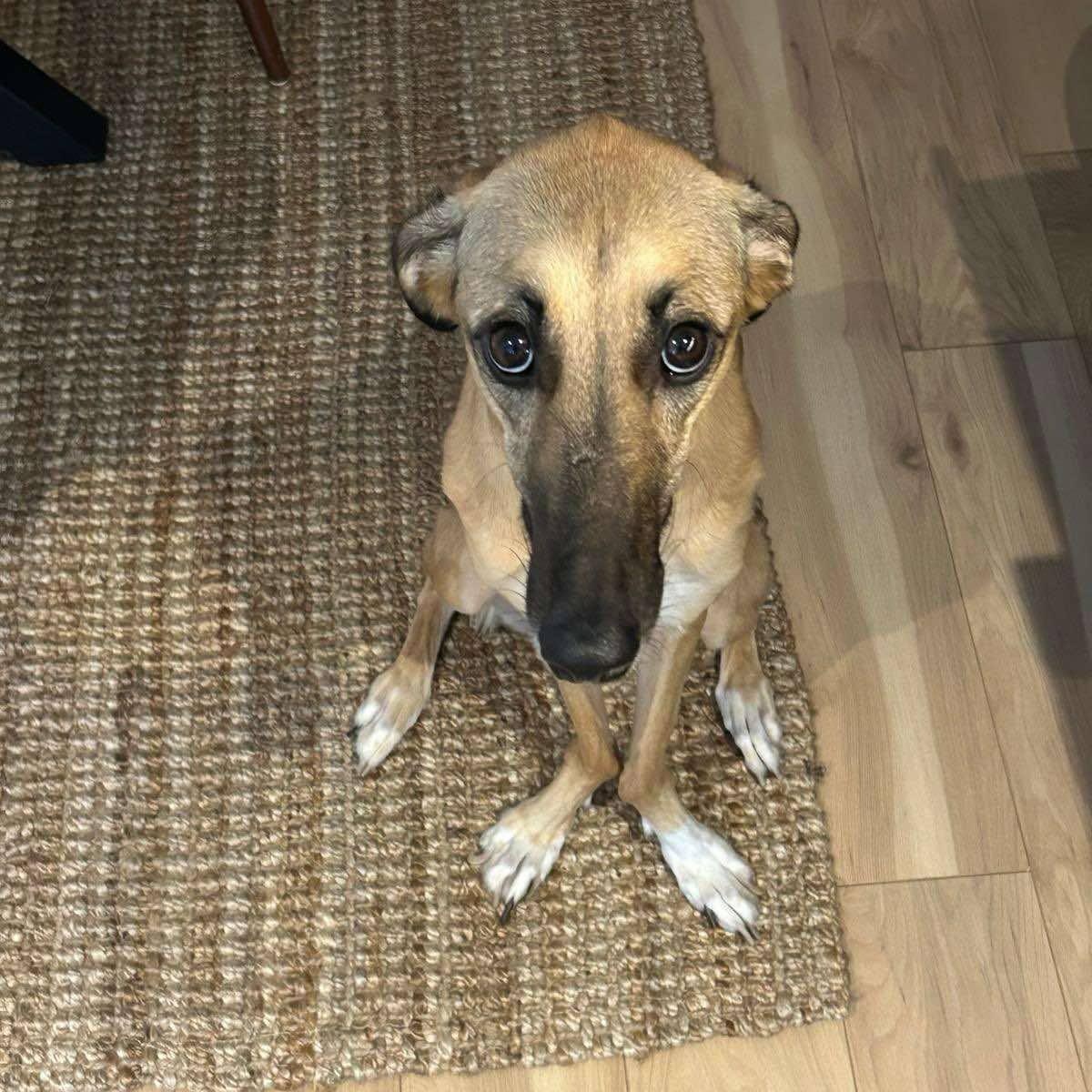 Enlarge Simone , a Adoptable Saluki in Quebec, QC image 5/6