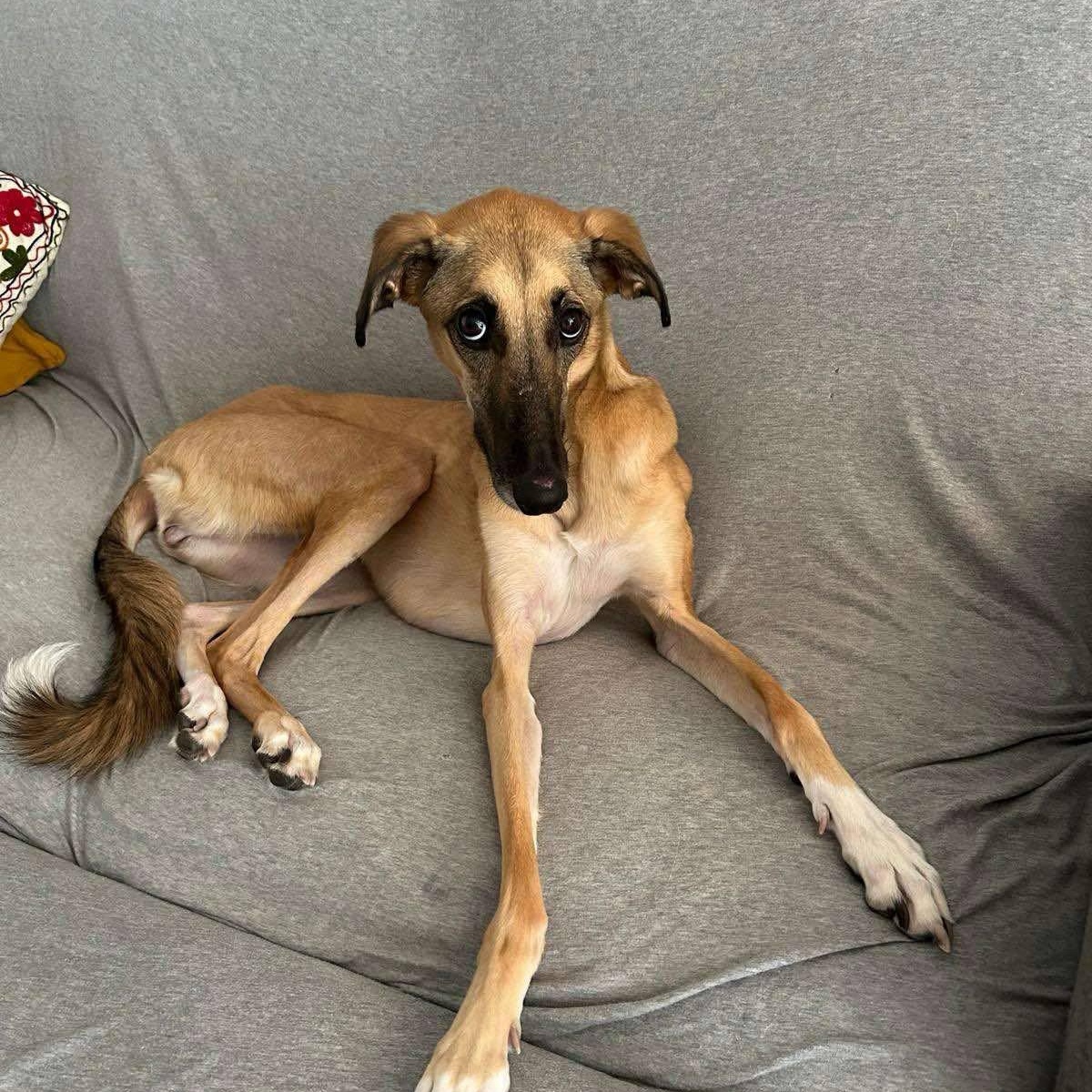 Simone , Adoptable, Adult Female Saluki.