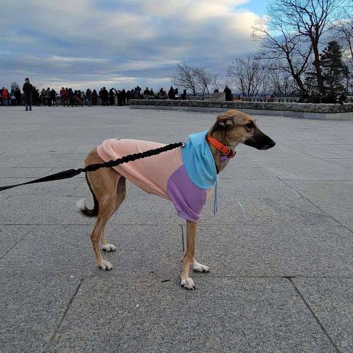 Enlarge Simone , a Adoptable Saluki in Quebec, QC image 6/6