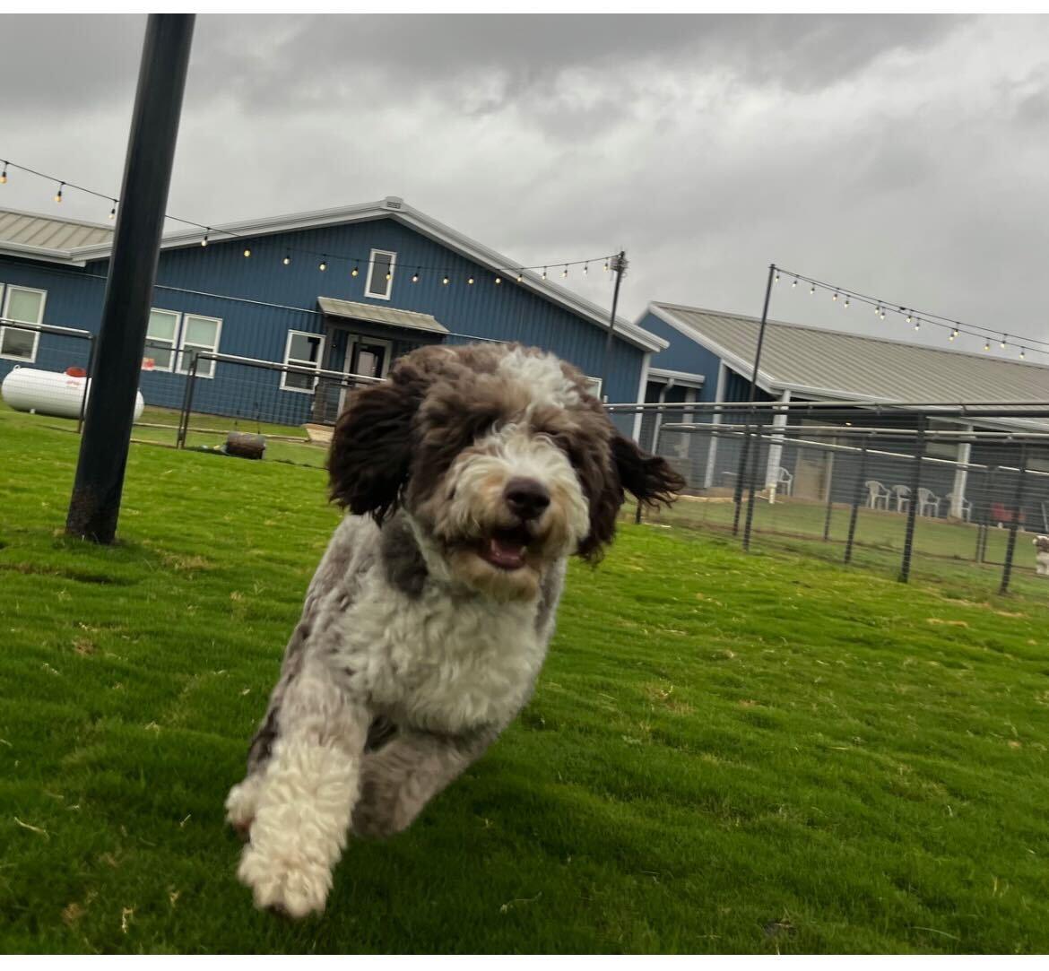 Theos, Adoptable, Young Male Aussiedoodle.