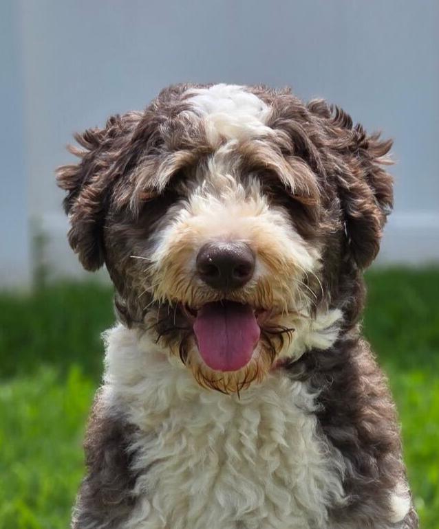 Theos, adoptable, Young Male Aussiedoodle.