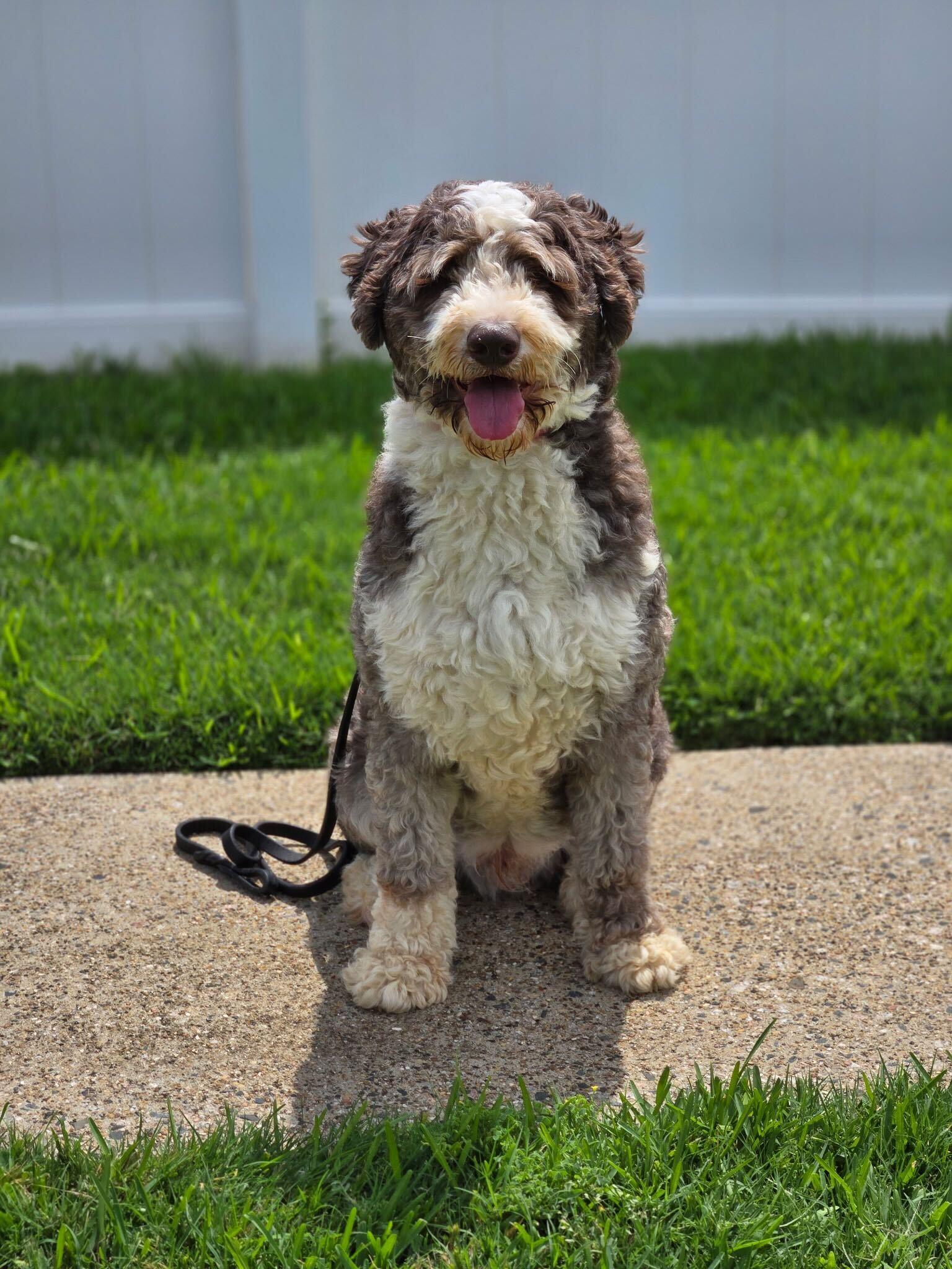 Theos, an adoptable Aussiedoodle in Garland, TX image 4/4