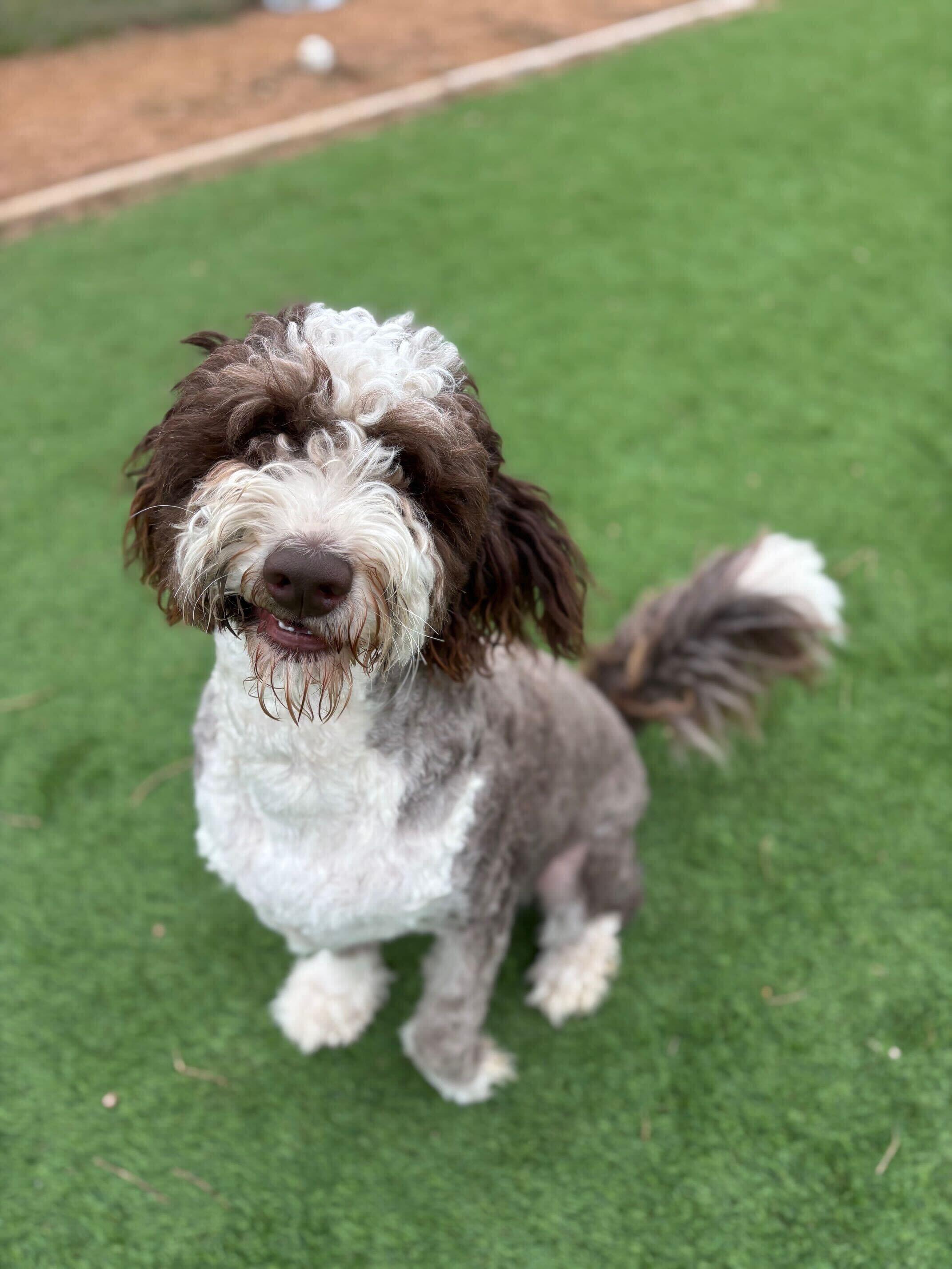 Theos, an adoptable Aussiedoodle in Garland, TX, 75041 | Photo Image 5