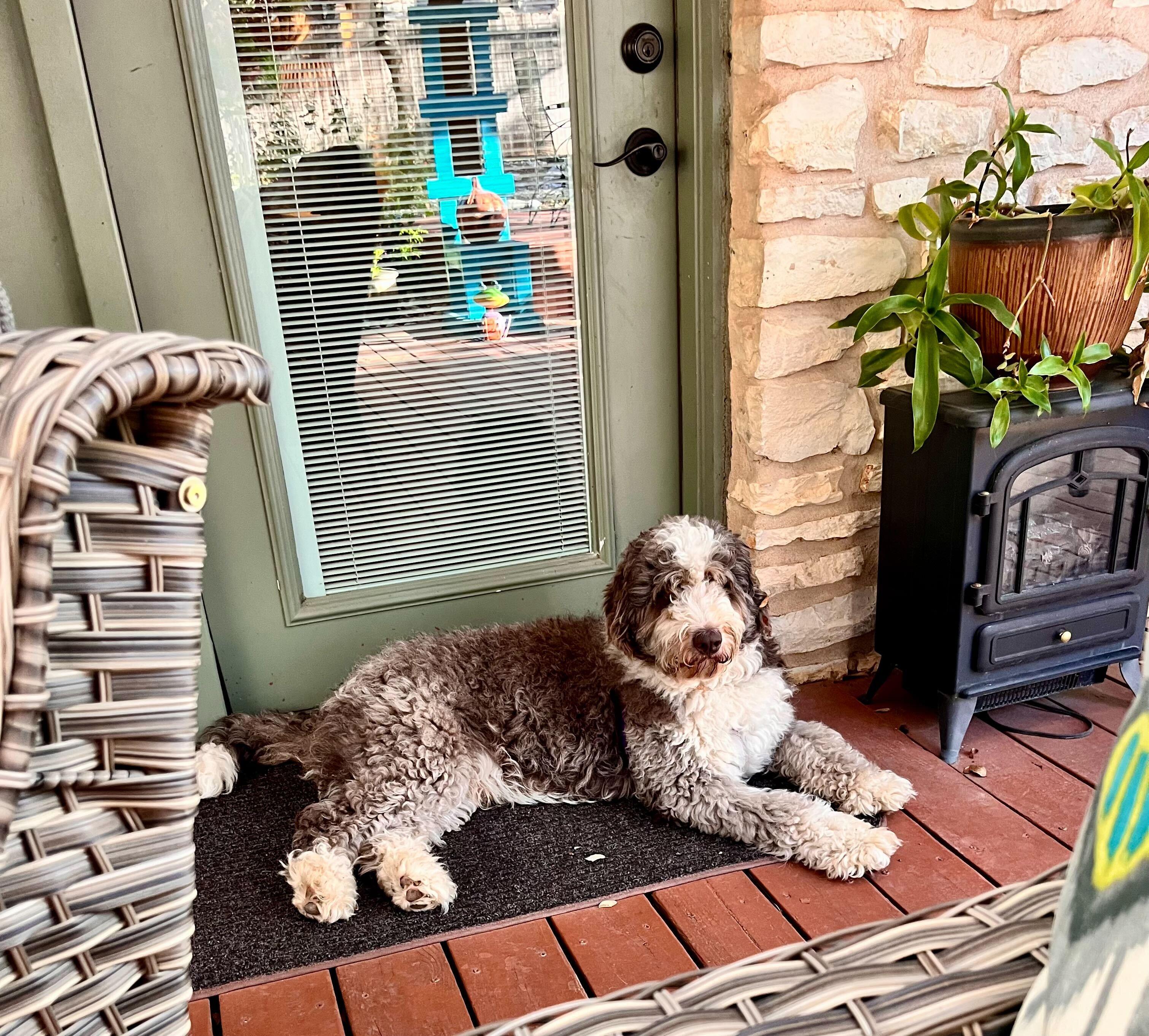Theos, an adoptable Aussiedoodle in Garland, TX image 3/4