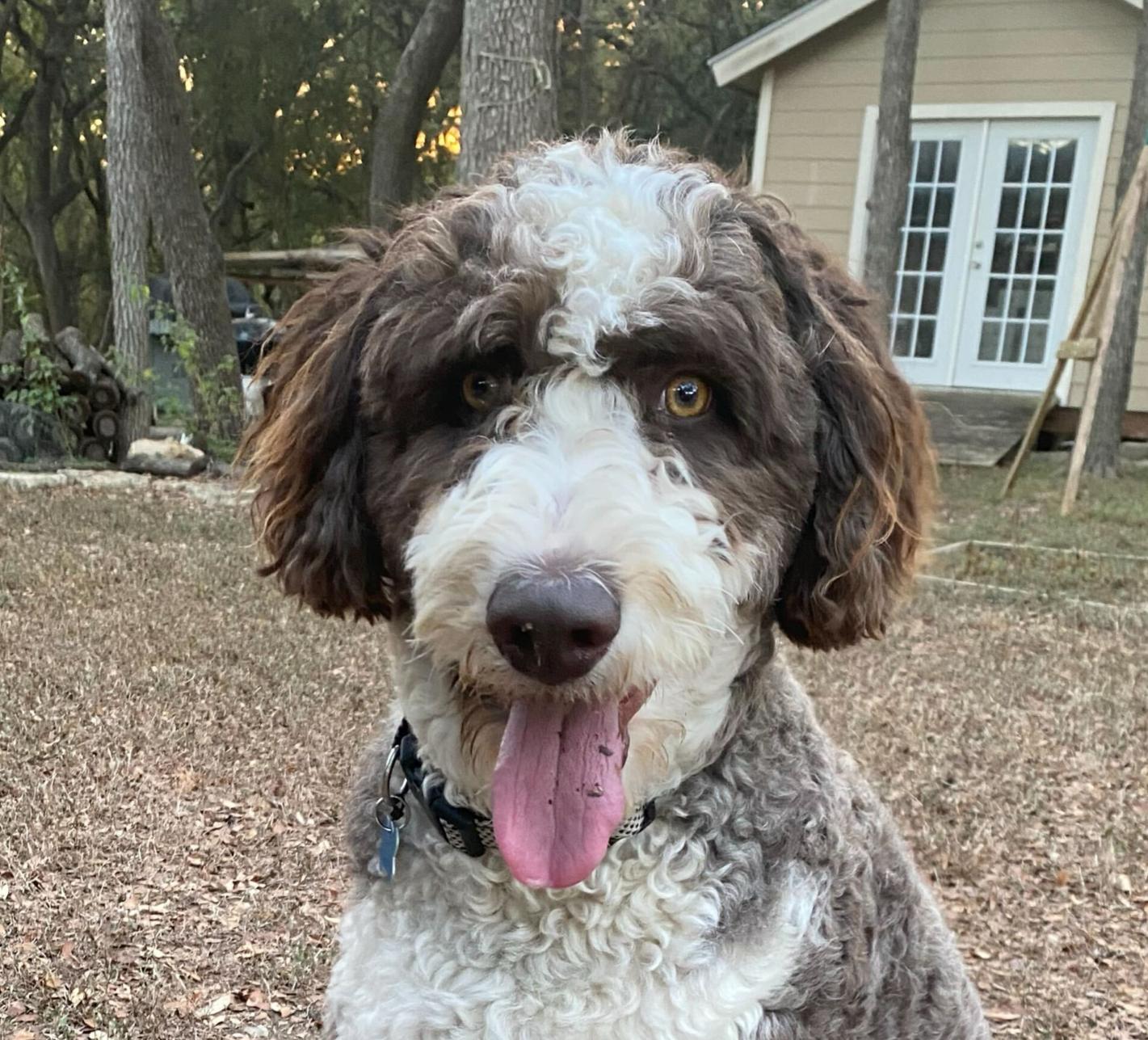 Theos, a Adoptable Aussiedoodle in Garland, TX image 3/5