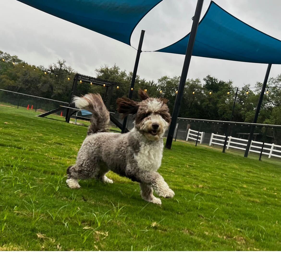 Theos, an adoptable Aussiedoodle in Garland, TX, 75041 | Photo Image 4