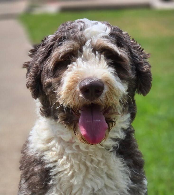 Theos, an adoptable Aussiedoodle in Garland, TX image 2/4