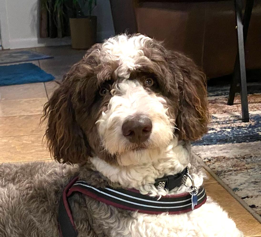 Theos, a Adoptable Aussiedoodle in Garland, TX image 5/5