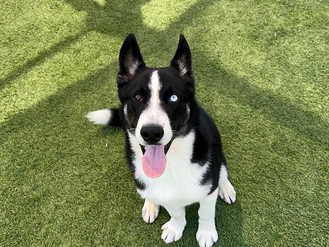 CLAY, Adoptable, Adult Male Siberian Husky & Mixed Breed.