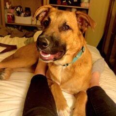 Enlarge Milo, a Adoptable mixed breed in Colorado Springs, CO image 1/3