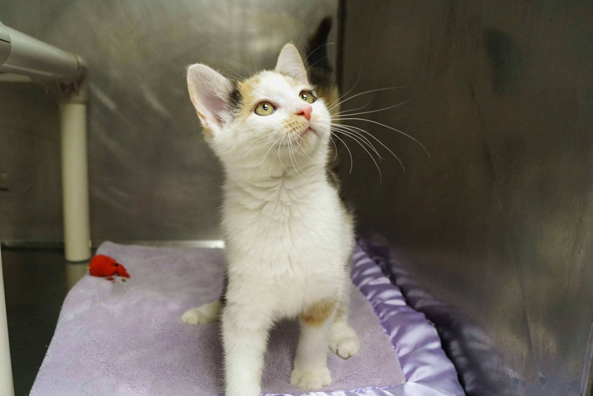 Enlarge La Di Da Di - Kitten 4, an adopted Calico in New Milford, CT image 5/6