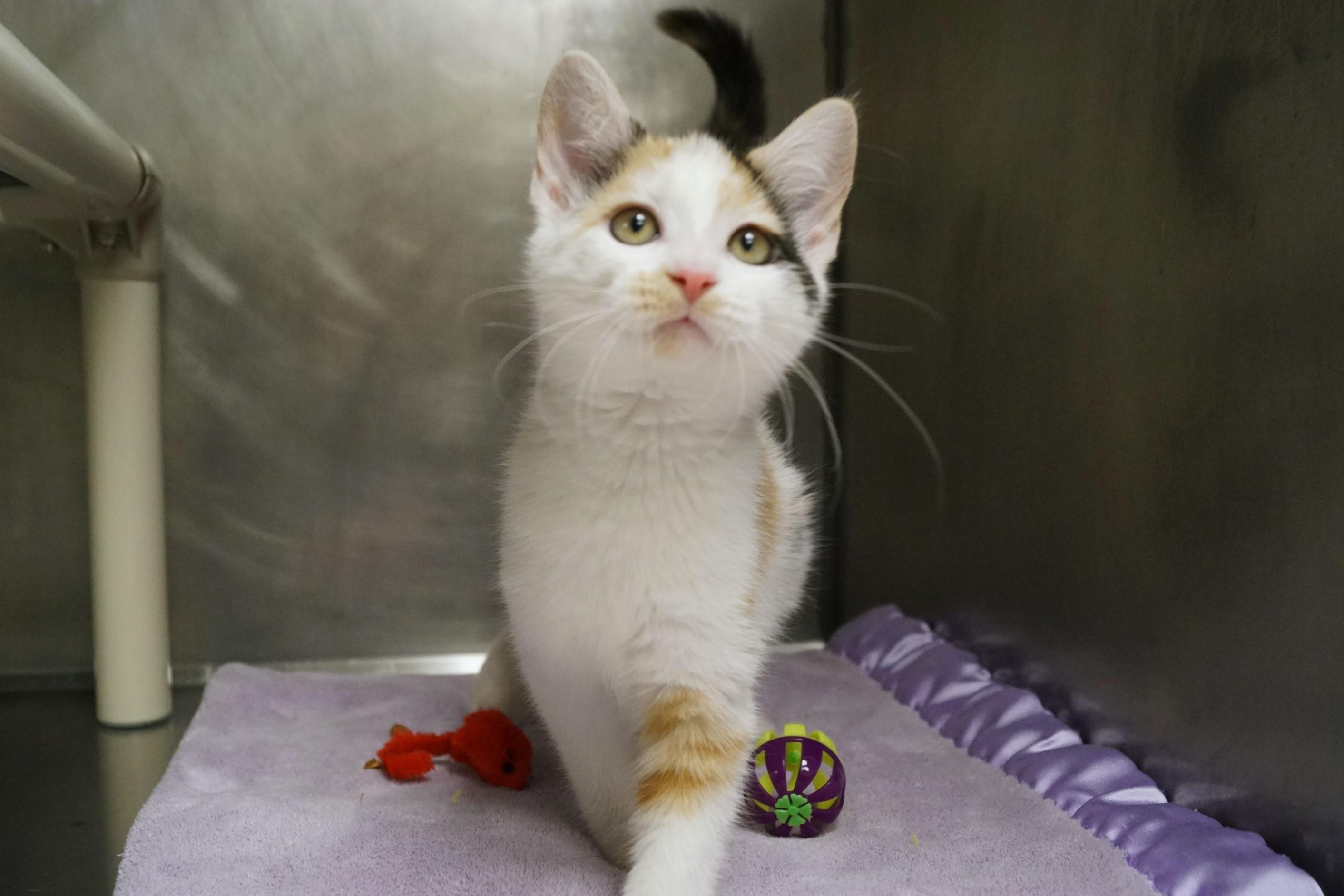 Enlarge La Di Da Di - Kitten 4, an adopted Calico in New Milford, CT image 3/6