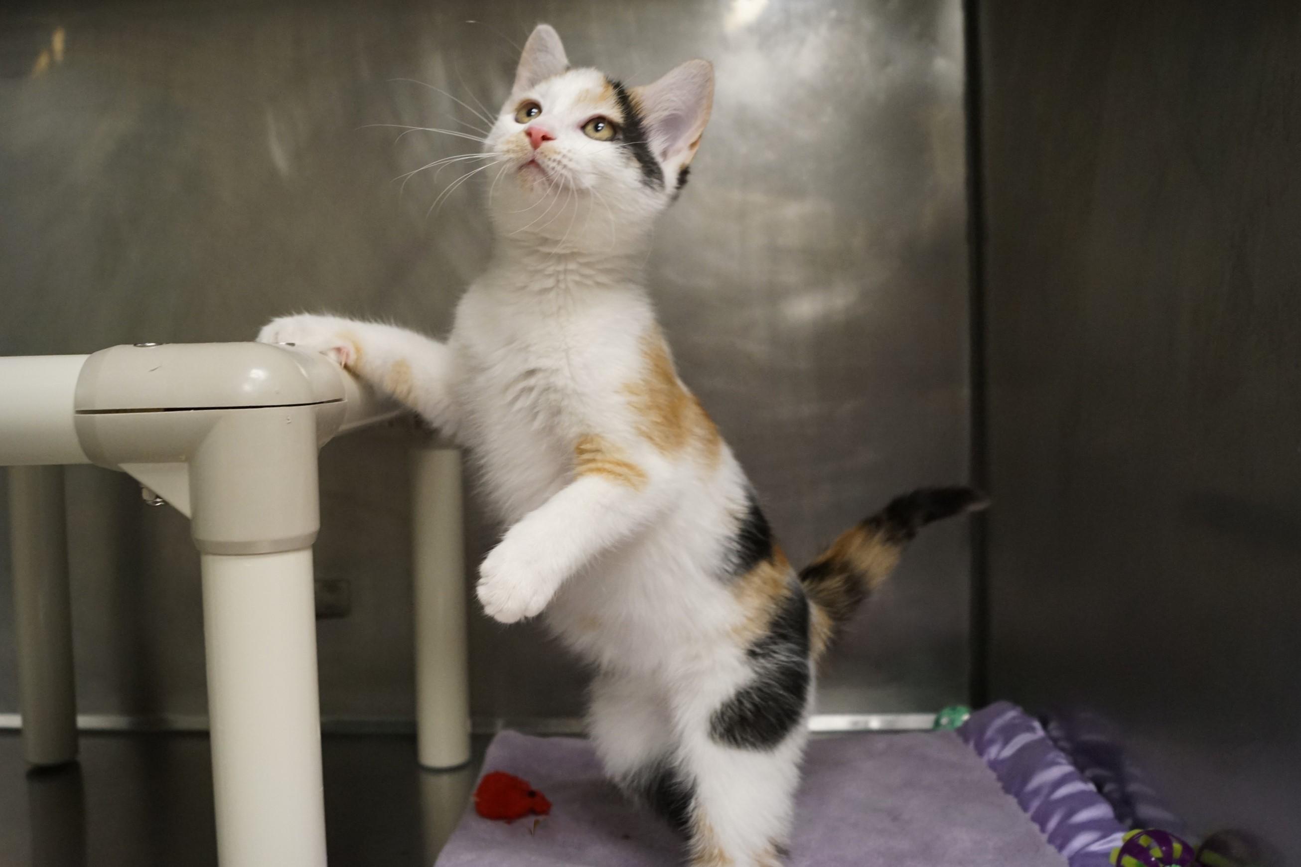 Enlarge La Di Da Di - Kitten 4, an adopted Calico in New Milford, CT image 4/6