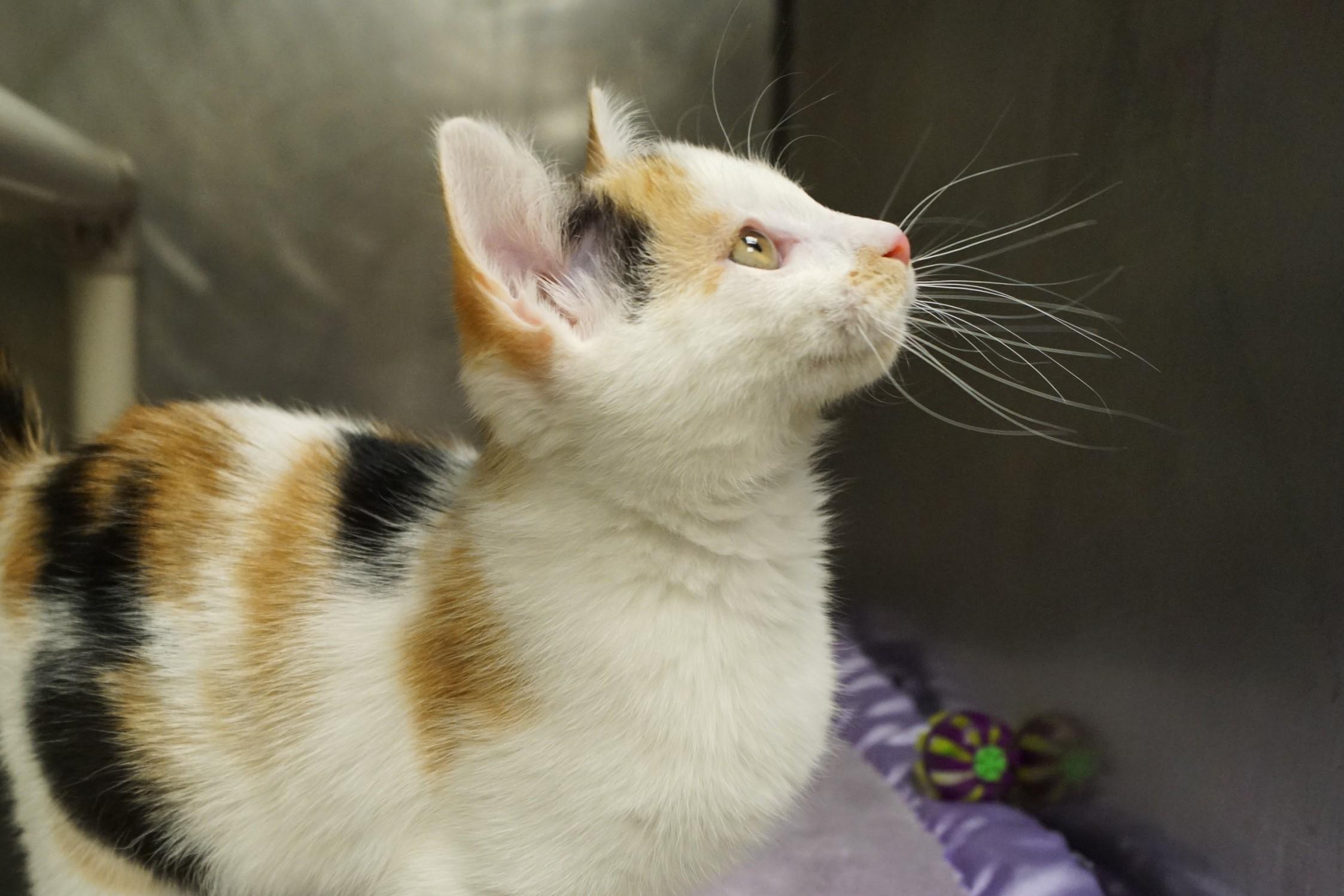 Enlarge La Di Da Di - Kitten 4, an adopted Calico in New Milford, CT image 6/6