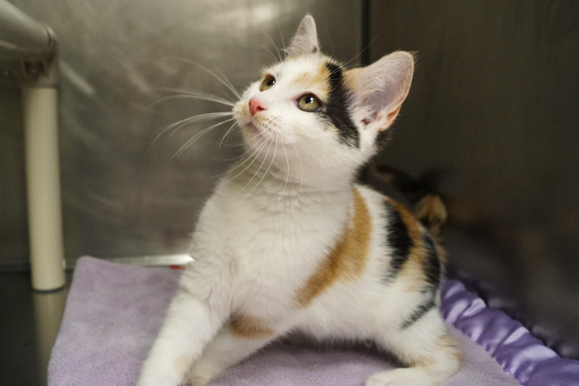 Enlarge La Di Da Di - Kitten 4, an adopted Calico in New Milford, CT image 1/6