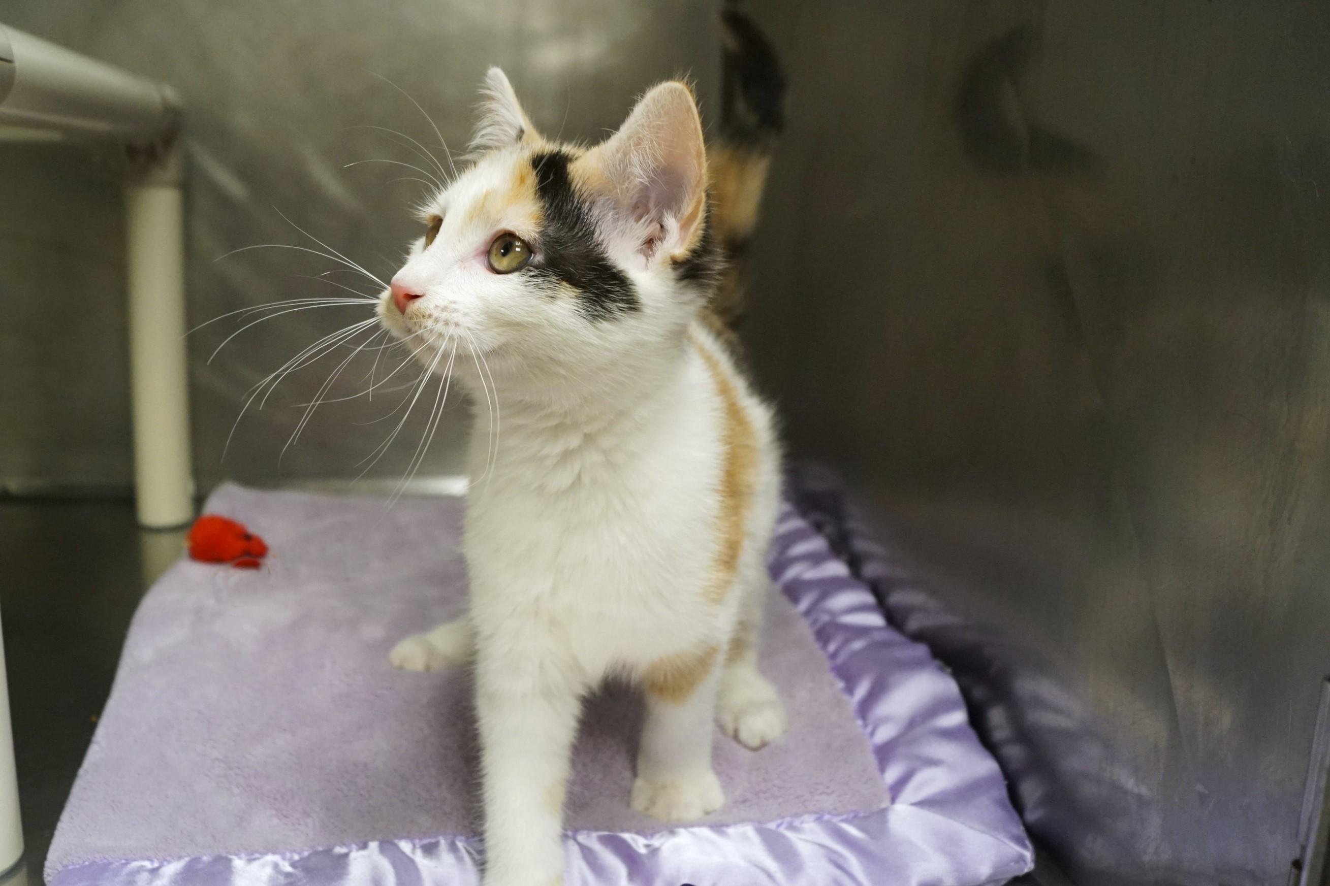 Enlarge La Di Da Di - Kitten 4, an adopted Calico in New Milford, CT image 2/6