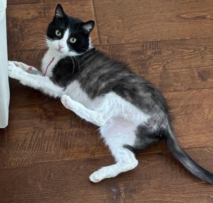 Enlarge Sprite $50 Special Needs fostered, a Adoptable mixed breed in Seneca, SC image 1/3