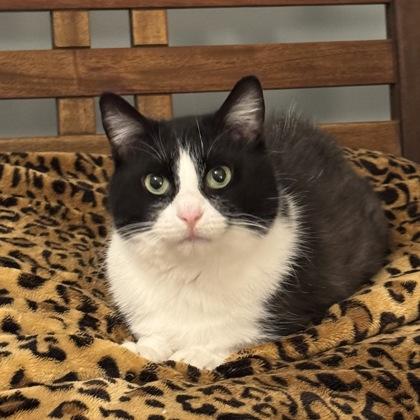 Enlarge Sprite $50 Special Needs fostered, a Adoptable mixed breed in Seneca, SC image 2/3