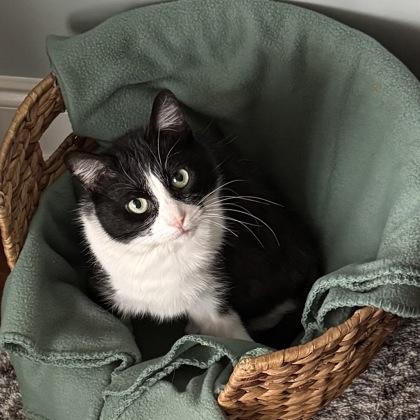 Enlarge Sprite $50 Special Needs fostered, a Adoptable mixed breed in Seneca, SC image 3/3