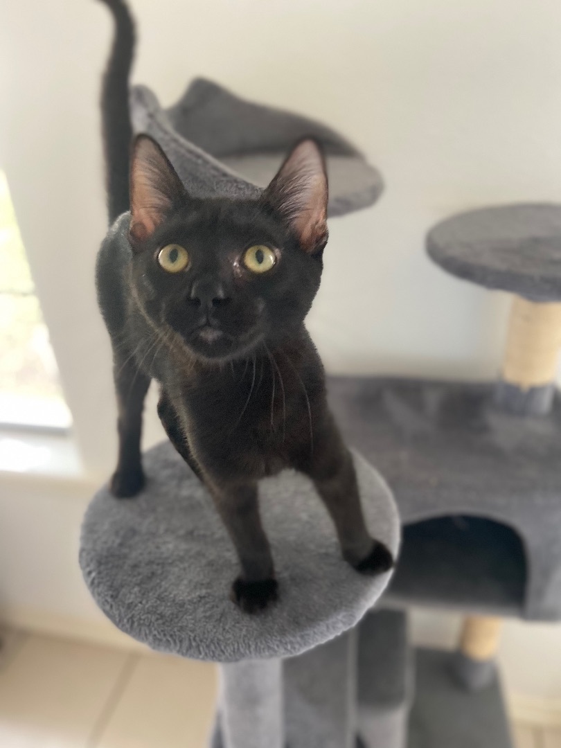 Enlarge Rengoku, a Adoptable Domestic Short Hair in Mabank, TX image 1/12