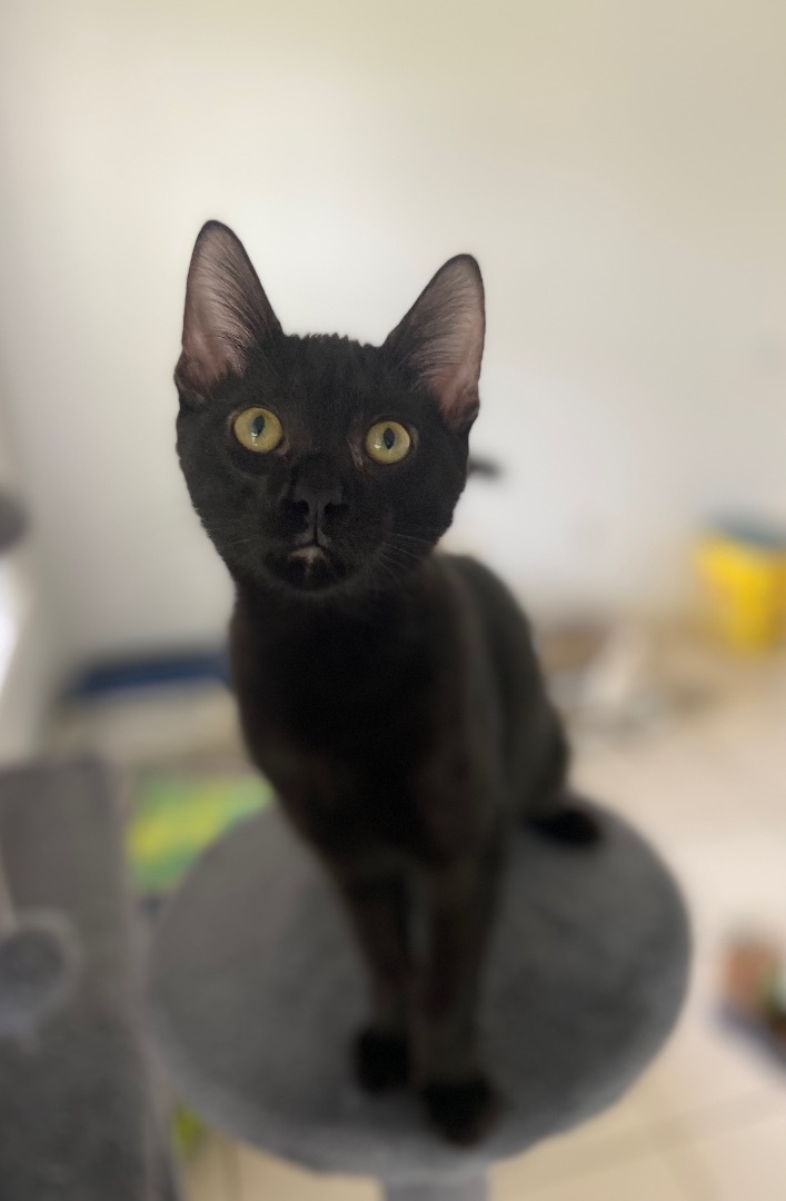 Enlarge Rengoku, a Adoptable Domestic Short Hair in Mabank, TX image 2/12