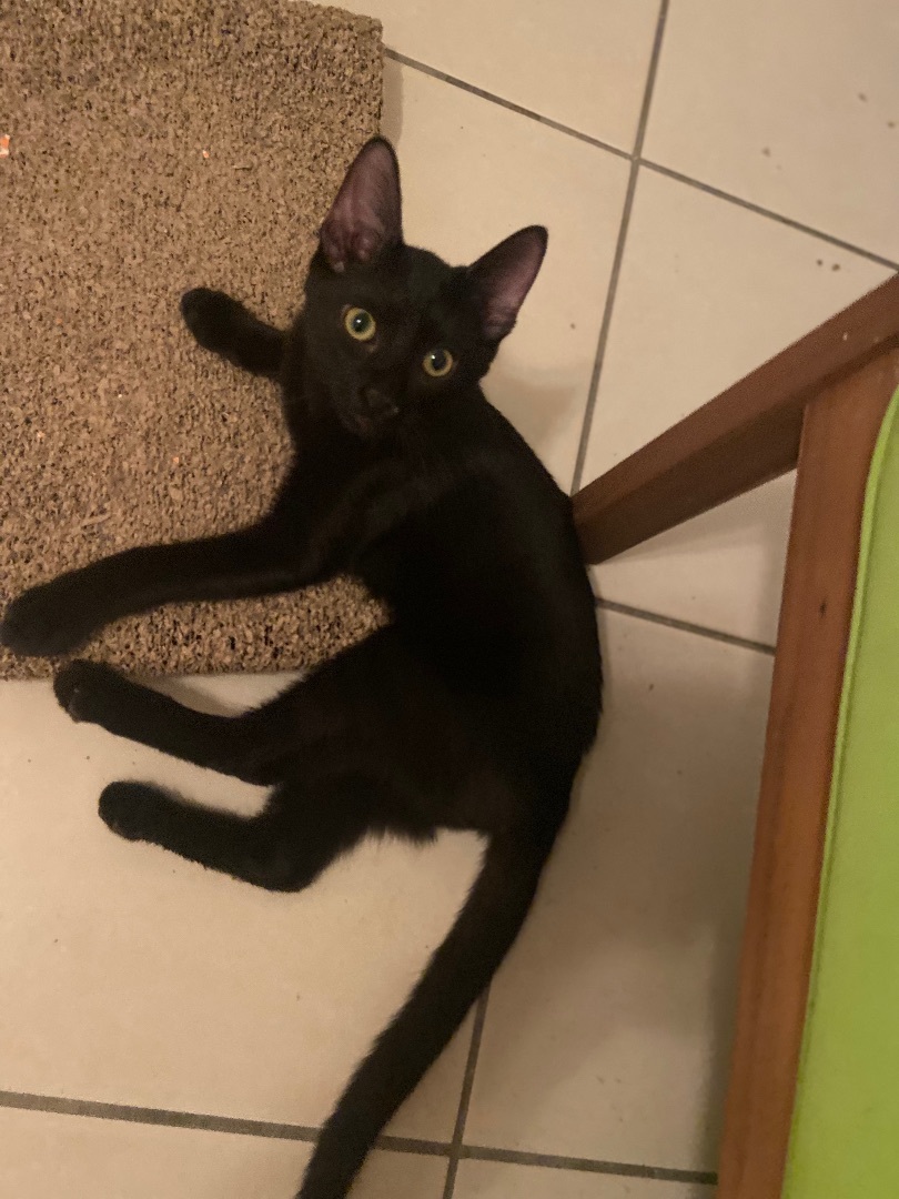 Enlarge Rengoku, a Adoptable Domestic Short Hair in Mabank, TX image 3/12