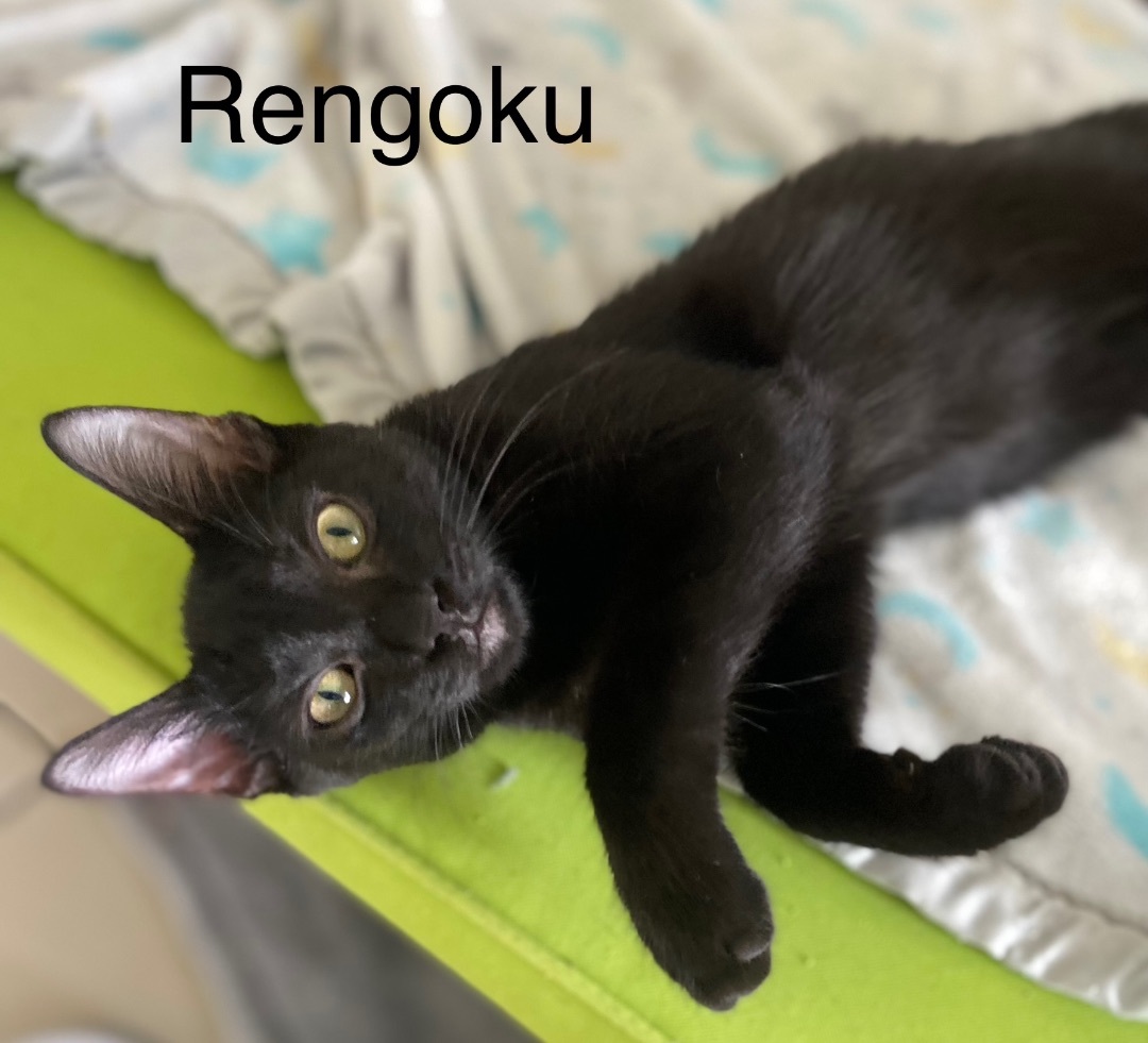 Enlarge Rengoku, a Adoptable Domestic Short Hair in Mabank, TX image 4/12