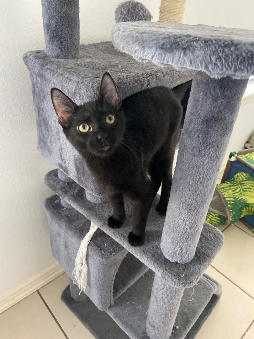 Enlarge Rengoku, a Adoptable Domestic Short Hair in Mabank, TX image 5/12