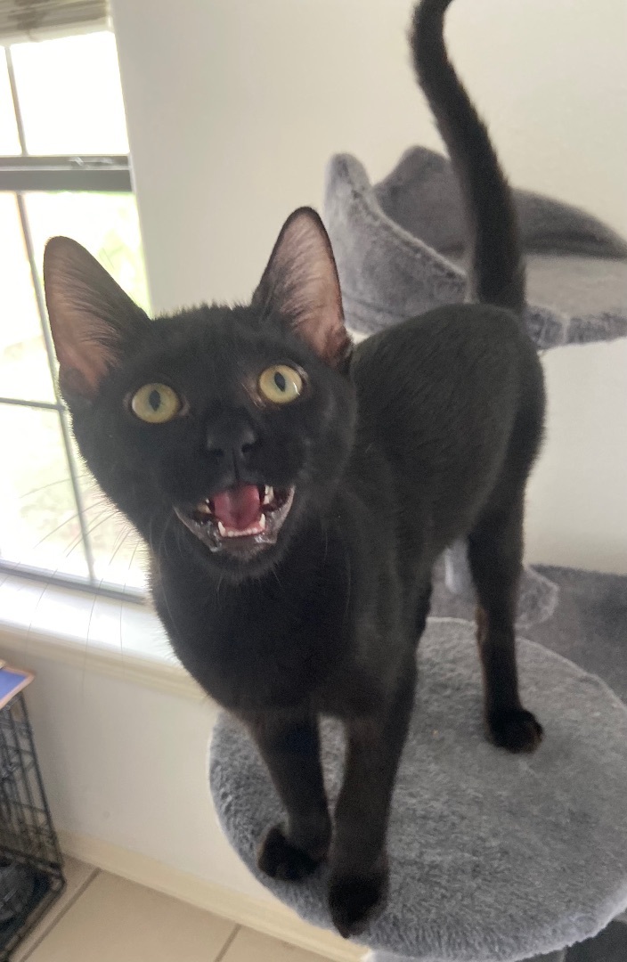 Enlarge Rengoku, a Adoptable Domestic Short Hair in Mabank, TX image 6/12