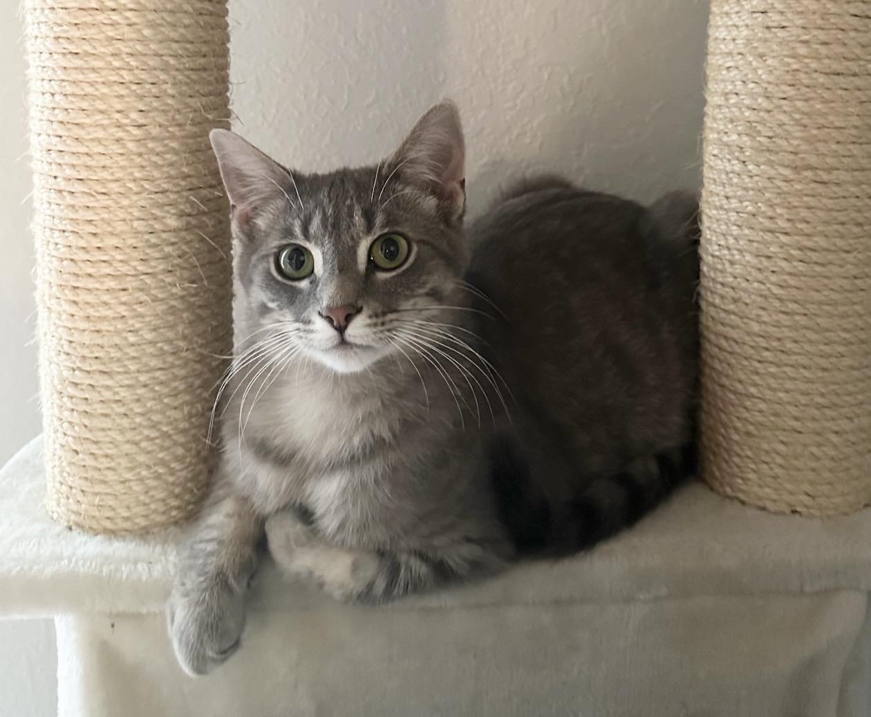 Enlarge Seamus, a Adoptable Domestic Short Hair in Troy, MI image 1/6