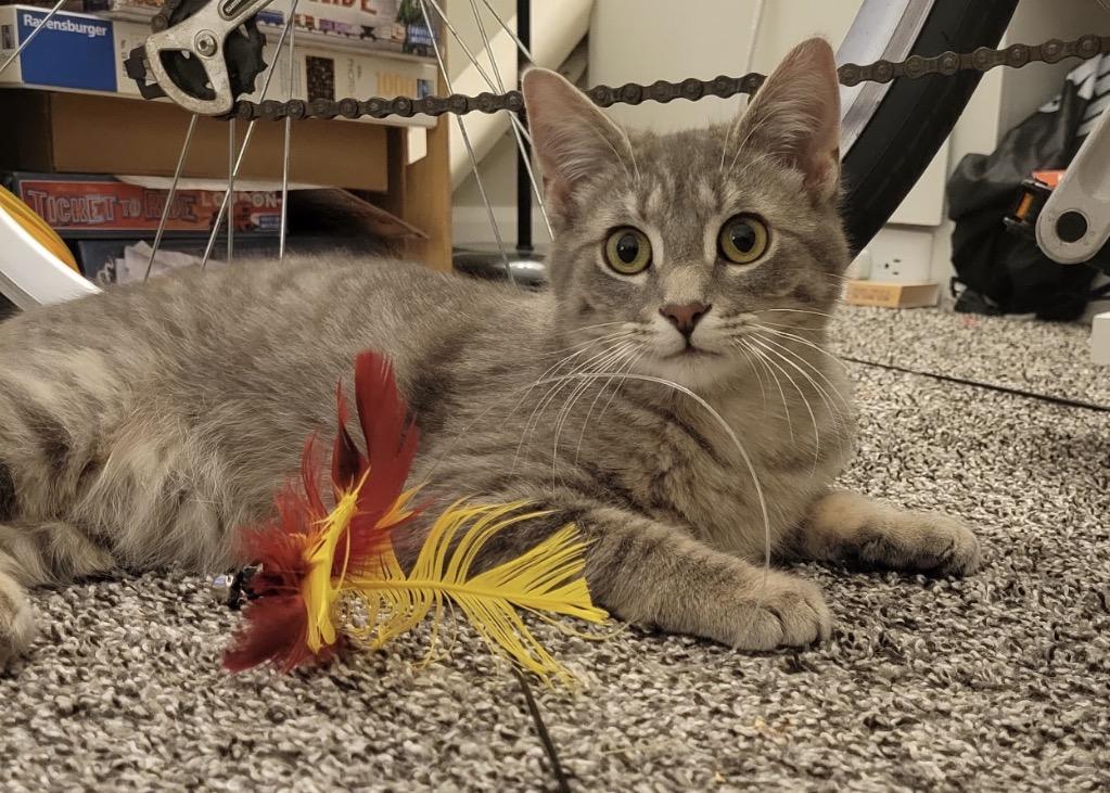 Enlarge Seamus, a Adoptable Domestic Short Hair in Troy, MI image 2/6