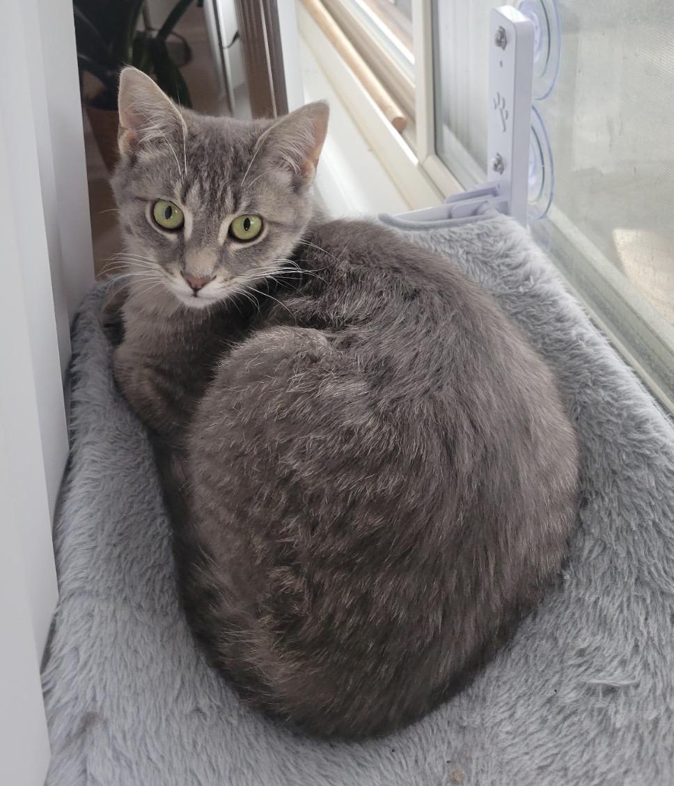 Enlarge Seamus, a Adoptable Domestic Short Hair in Troy, MI image 4/6