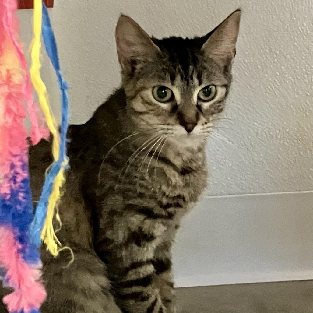 Dorothy, Adoptable, Young Female Domestic Short Hair.