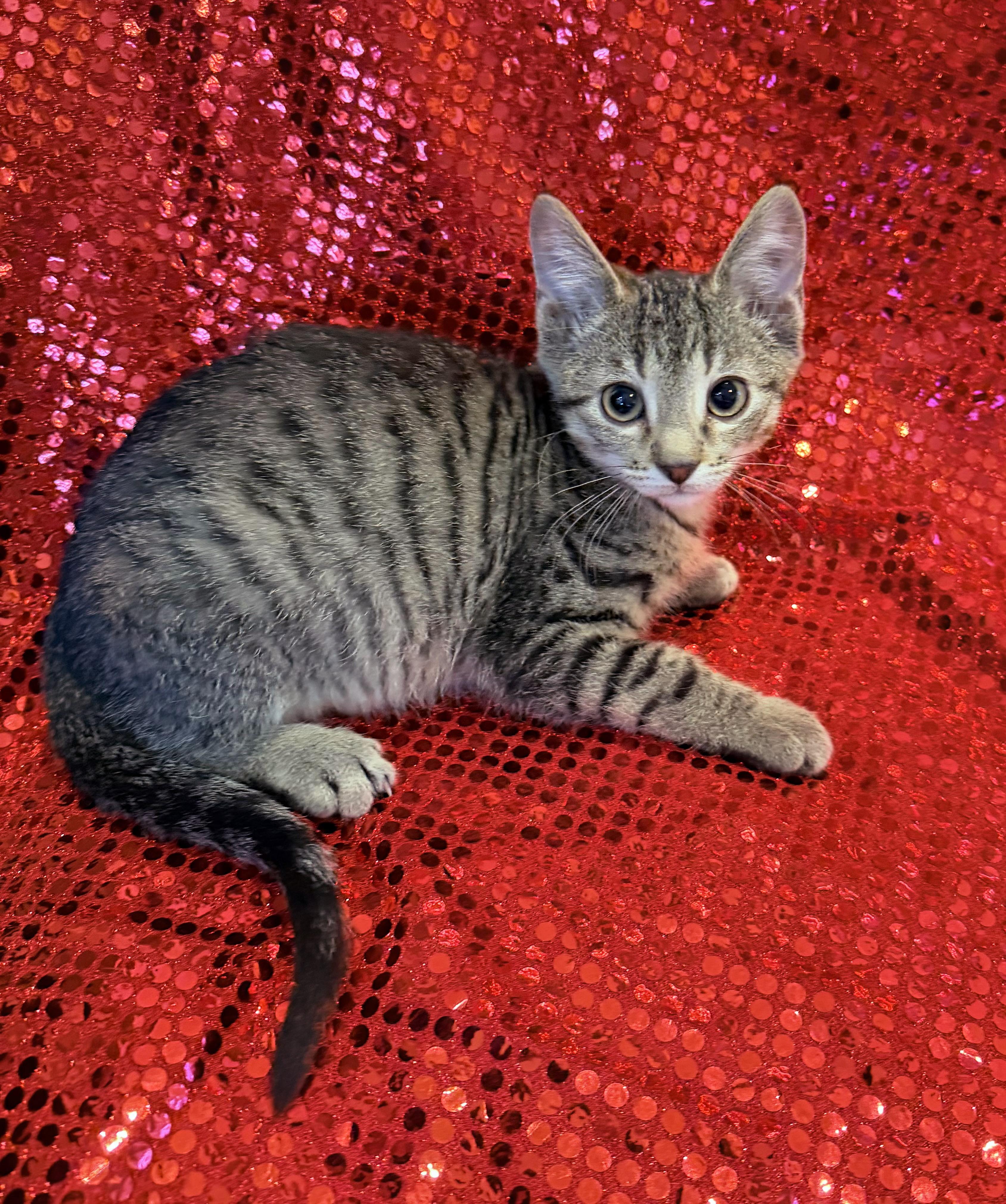 Enlarge Roger, a ADOPTABLE mixed breed in Lake Monroe, FL image 2/5