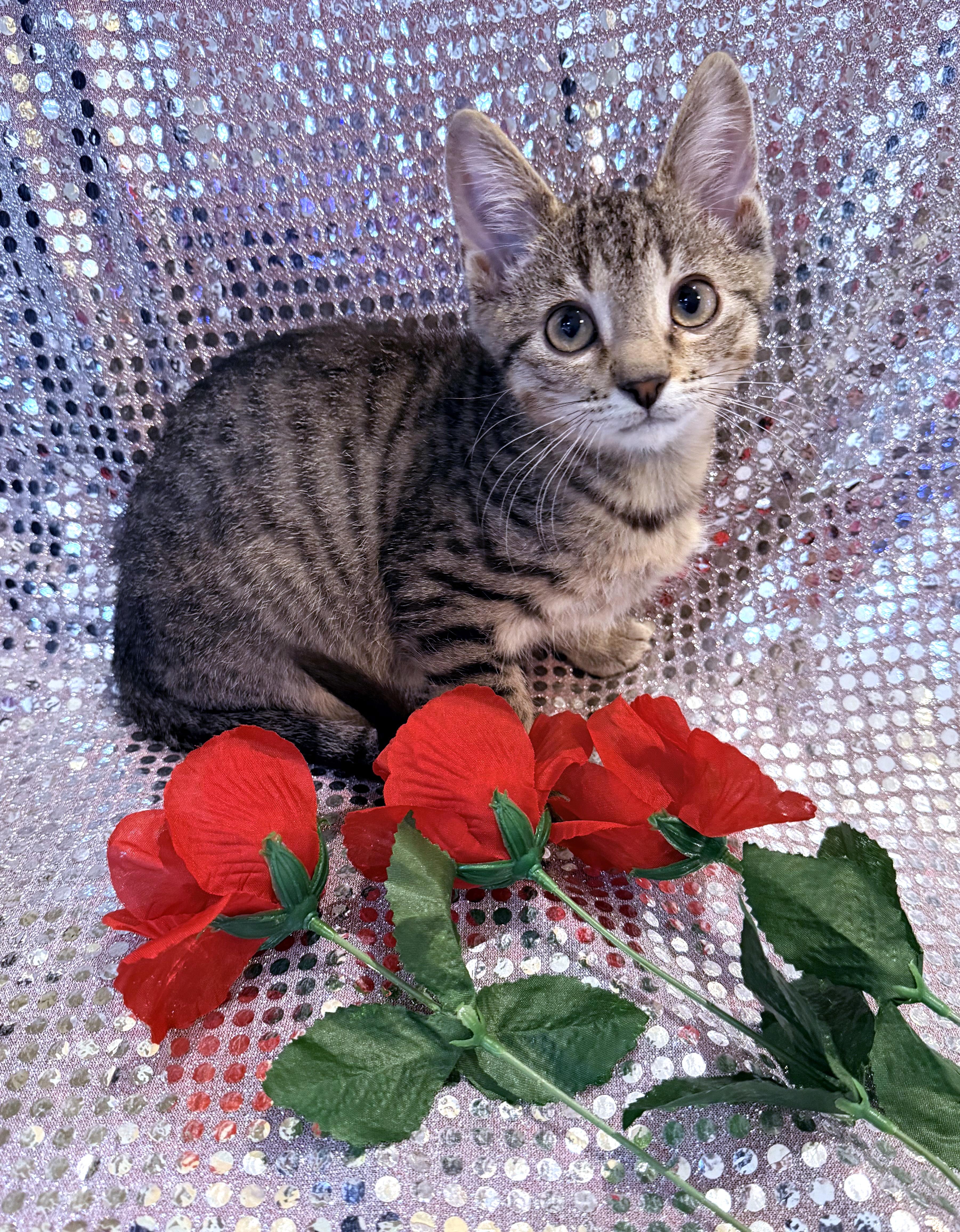 Enlarge Roger, a ADOPTABLE mixed breed in Lake Monroe, FL image 3/5