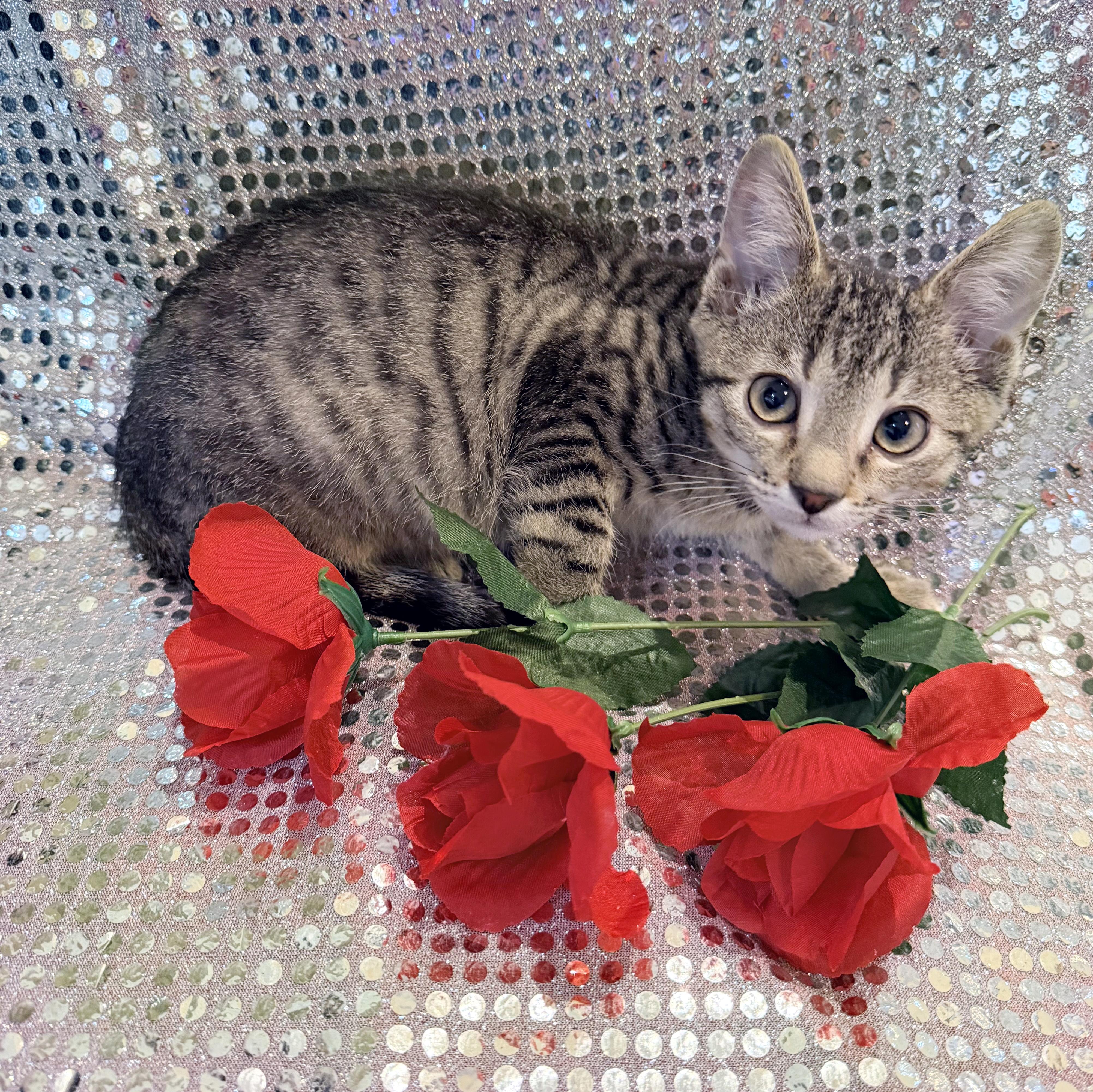 Enlarge Roger, a ADOPTABLE mixed breed in Lake Monroe, FL image 4/5