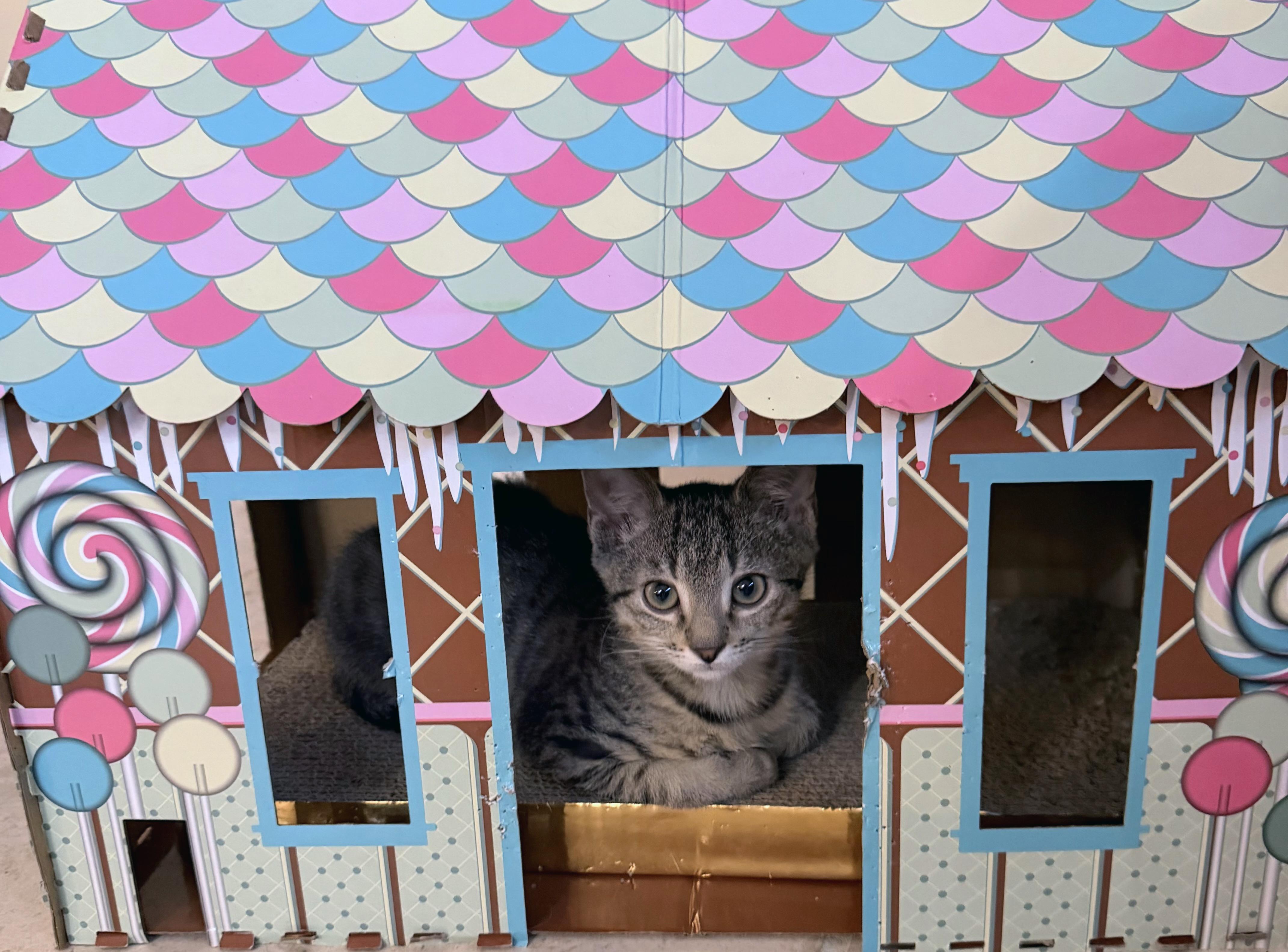 Enlarge Roger, a ADOPTABLE mixed breed in Lake Monroe, FL image 5/5