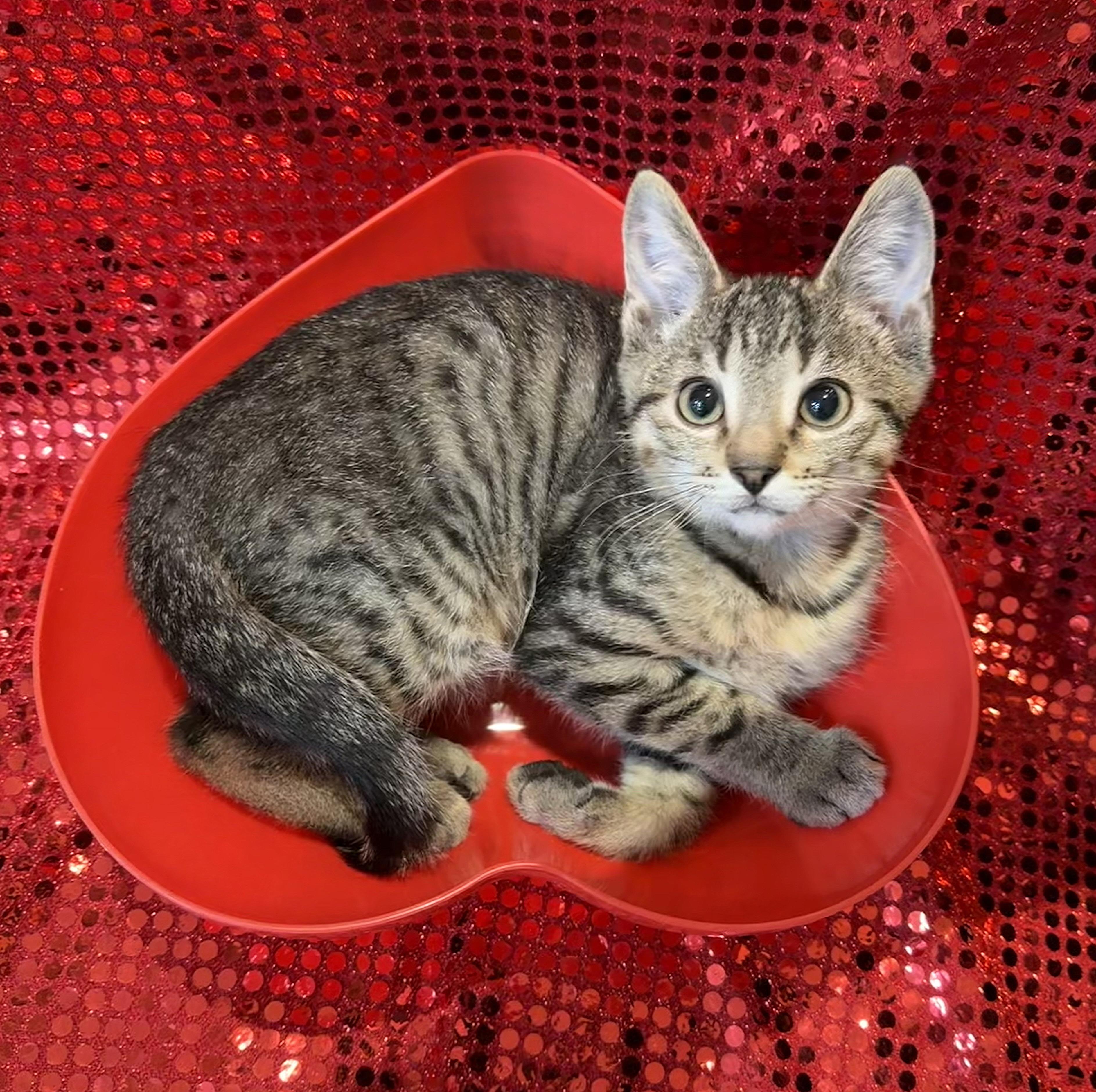 Roger, ADOPTABLE, Kitten Male Domestic Short Hair & Tiger.