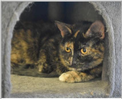 Baby, Adopted, Adult Female Domestic Short Hair & Tortoiseshell.