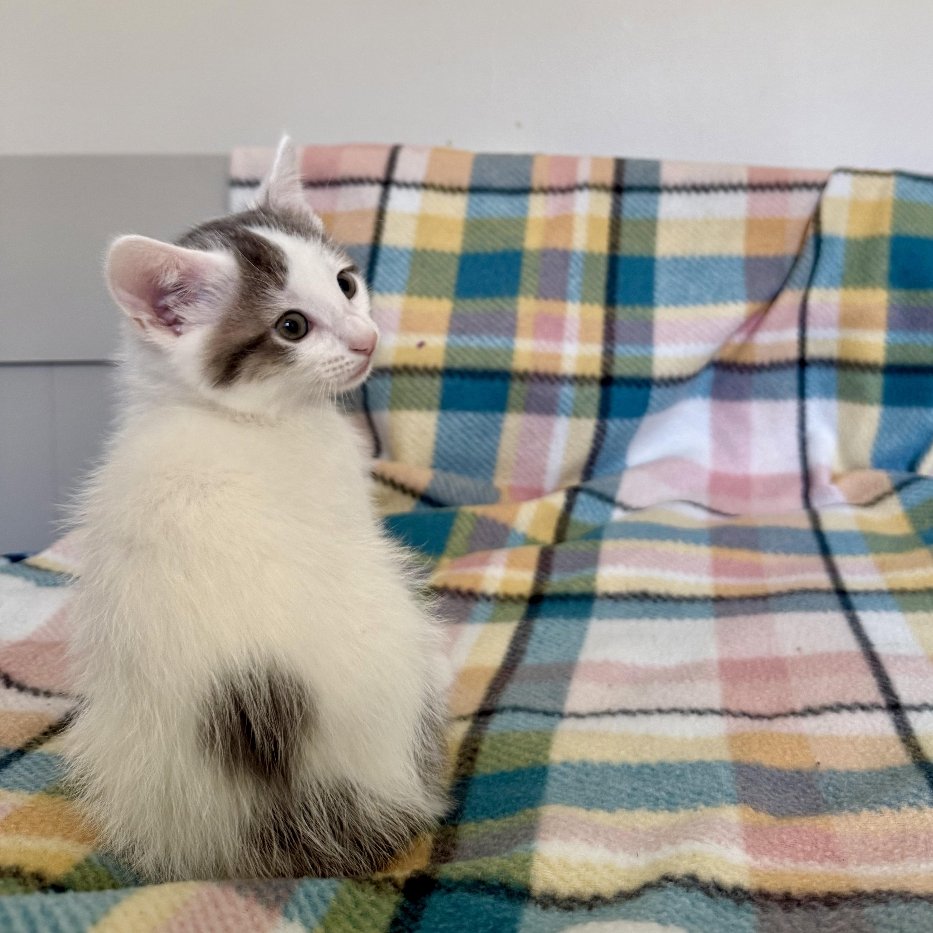 Valentino, a Adoptable mixed breed in Murphysboro, IL image 5/5