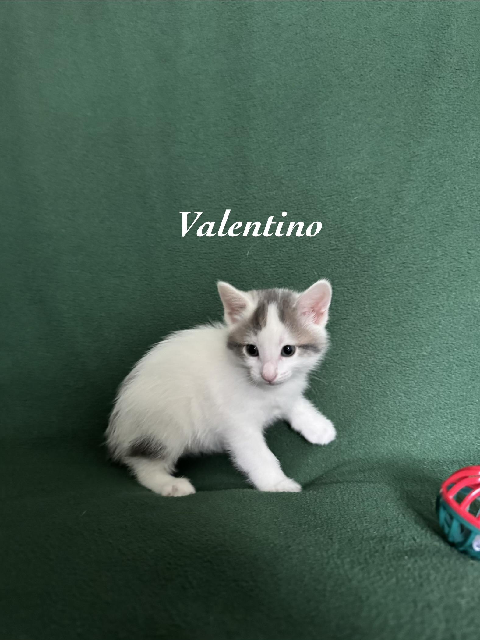 Valentino, a Adoptable mixed breed in Murphysboro, IL image 2/5