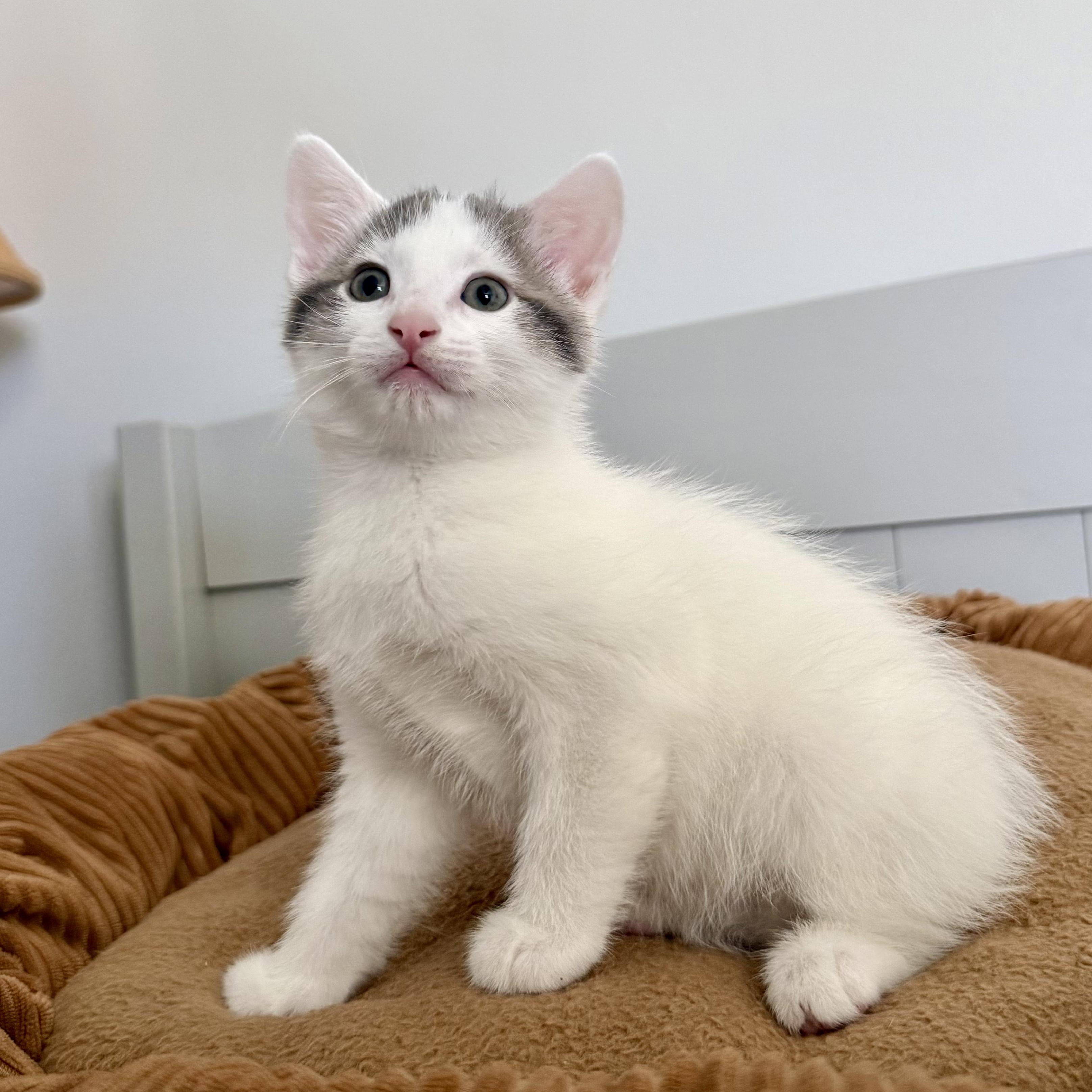 Valentino, a Adoptable mixed breed in Murphysboro, IL image 4/5