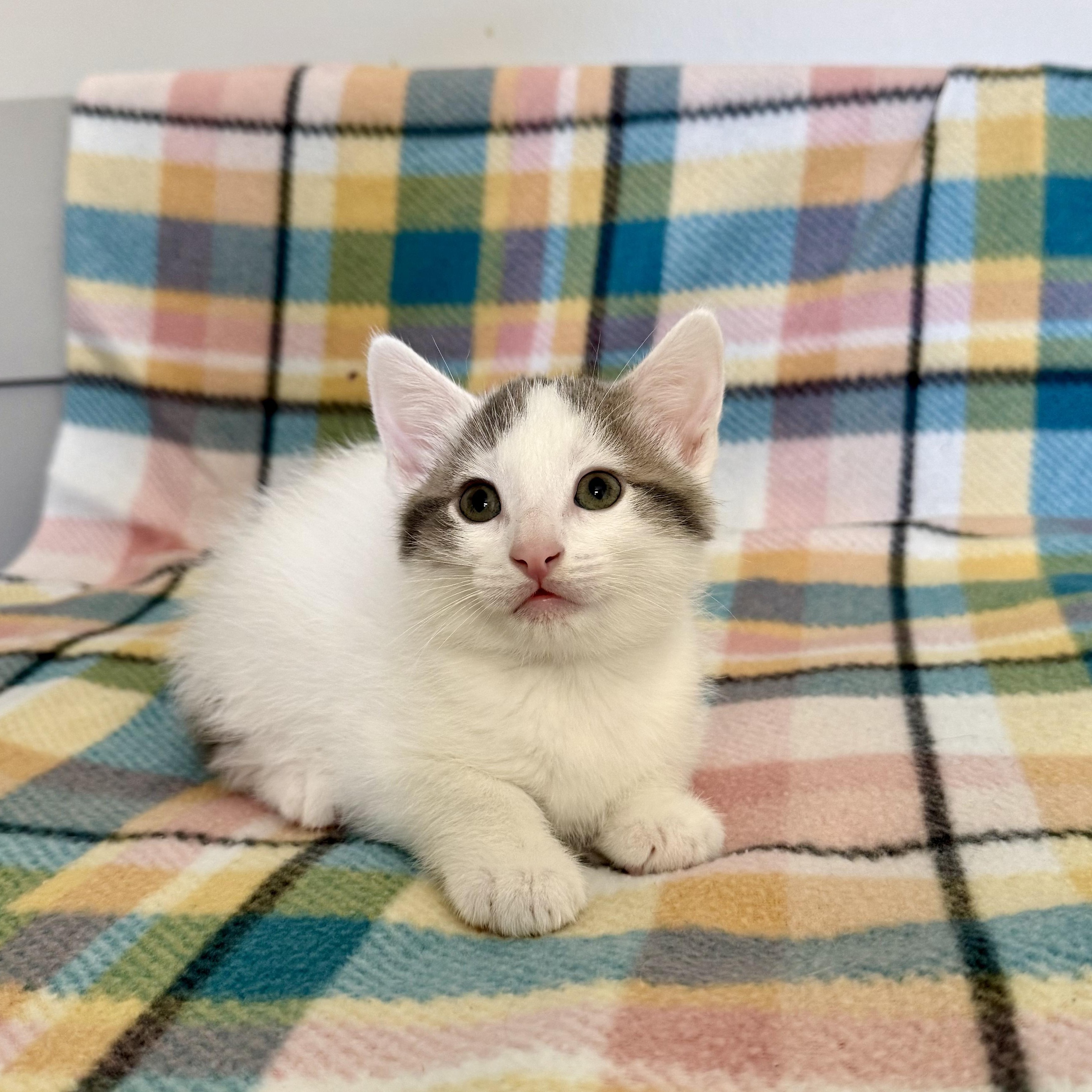 Valentino, Adoptable, Kitten Male Domestic Medium Hair.