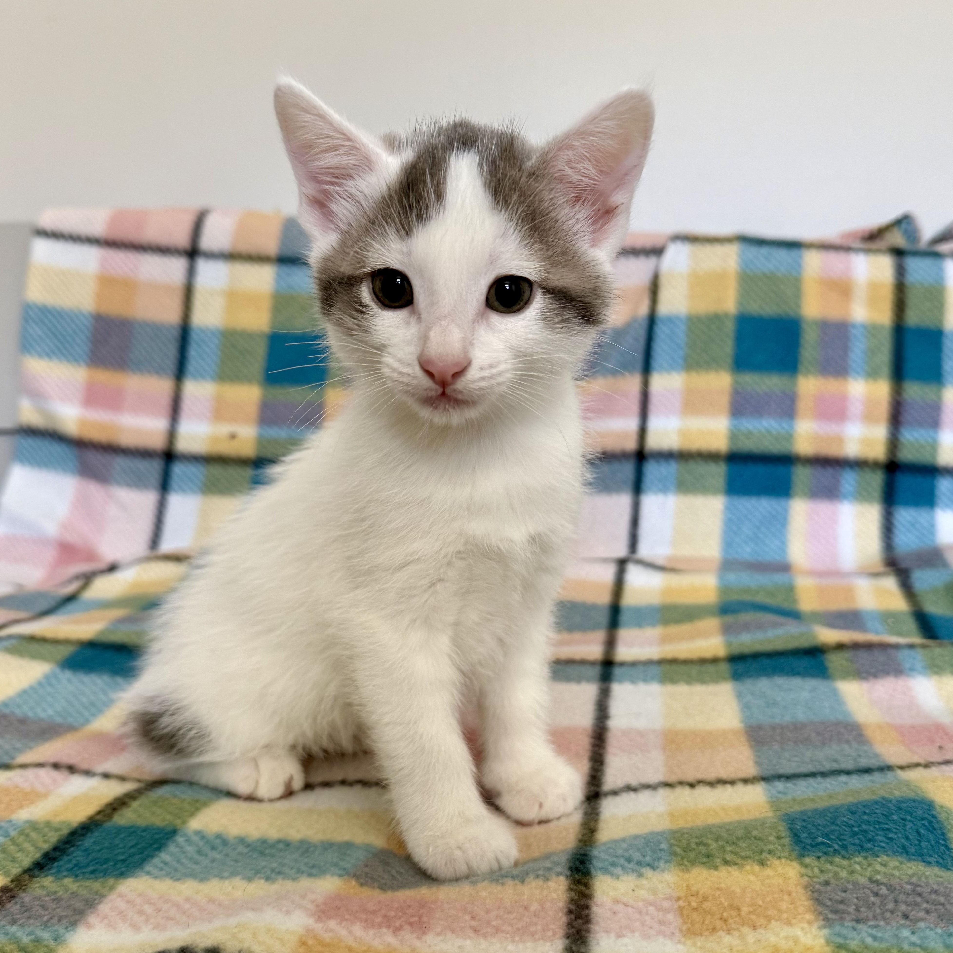 Valentino, a Adoptable mixed breed in Murphysboro, IL image 3/5