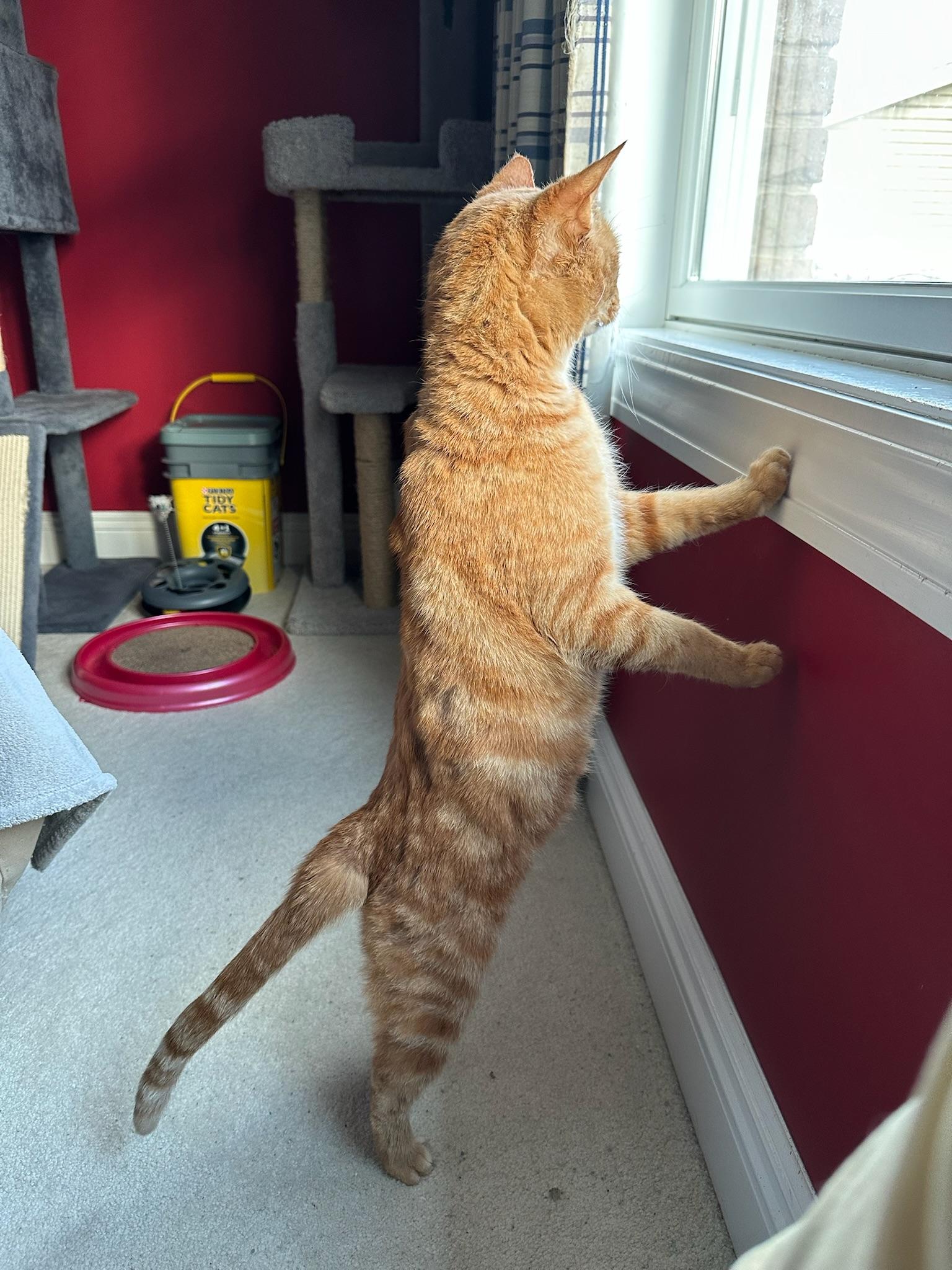 Enlarge KURT, a Adoptable Domestic Short Hair in Hartville, OH image 3/6