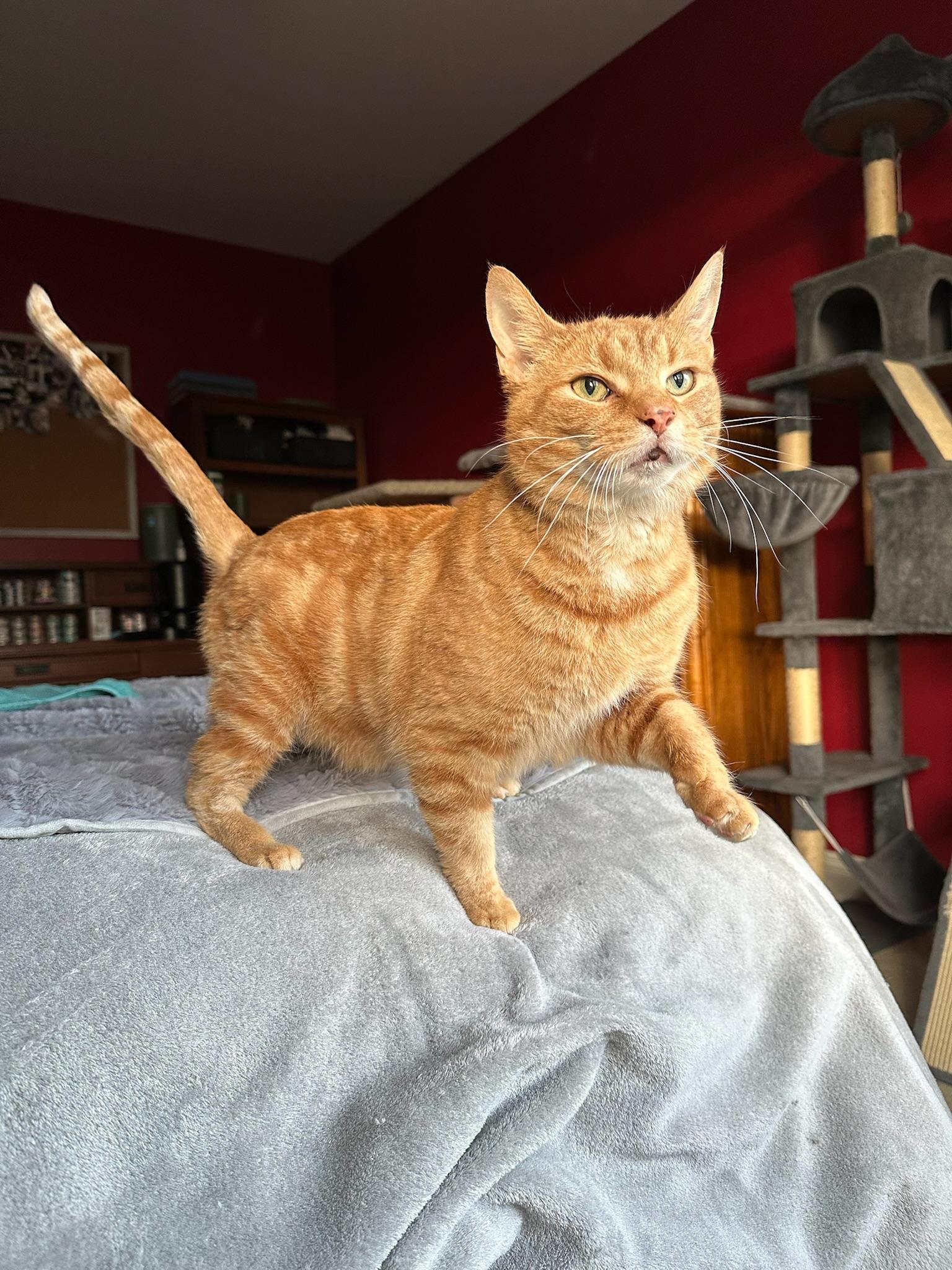 Enlarge KURT, a Adoptable Domestic Short Hair in Hartville, OH image 6/6