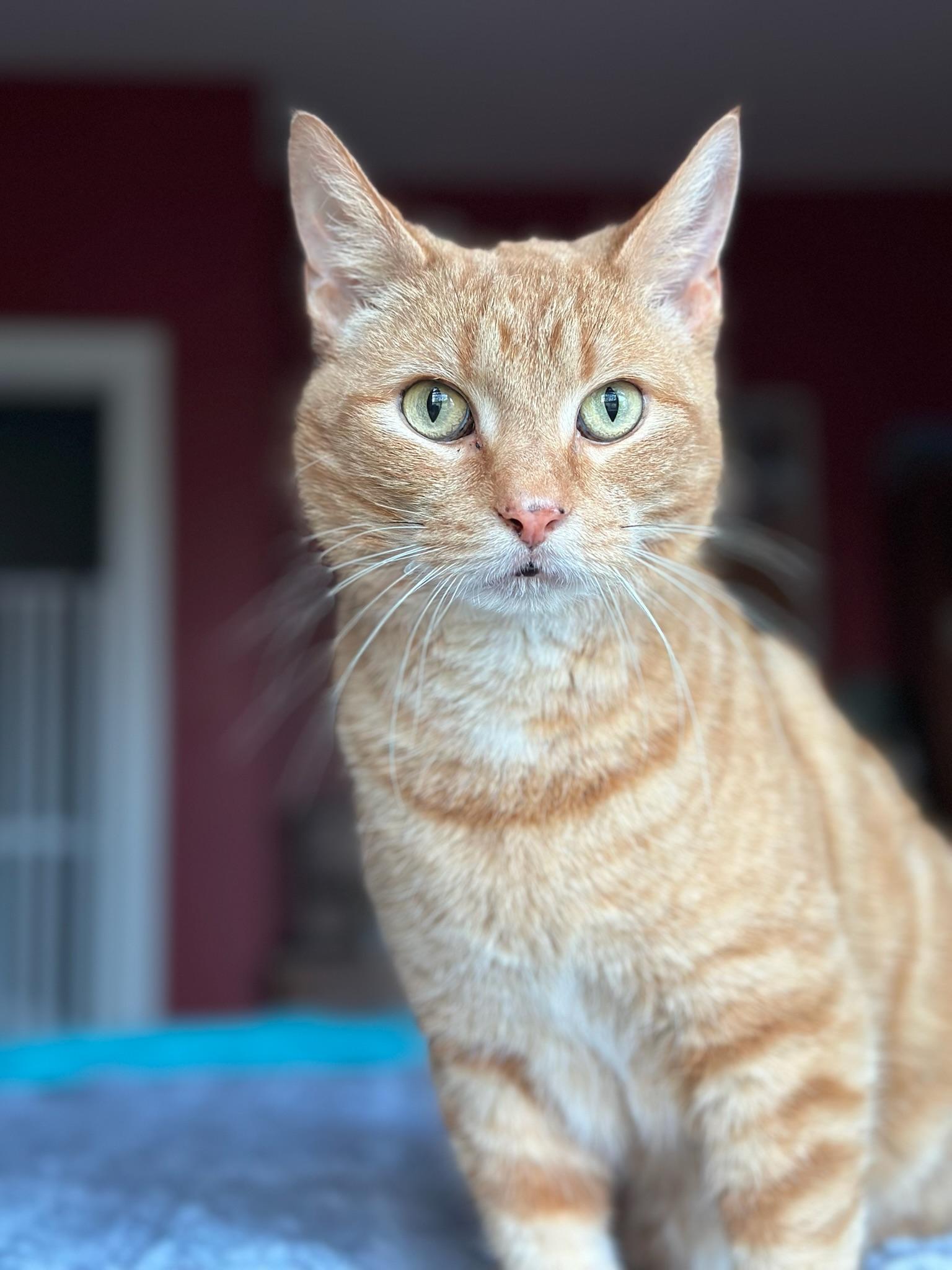 Enlarge KURT, a Adoptable Domestic Short Hair in Hartville, OH image 1/6